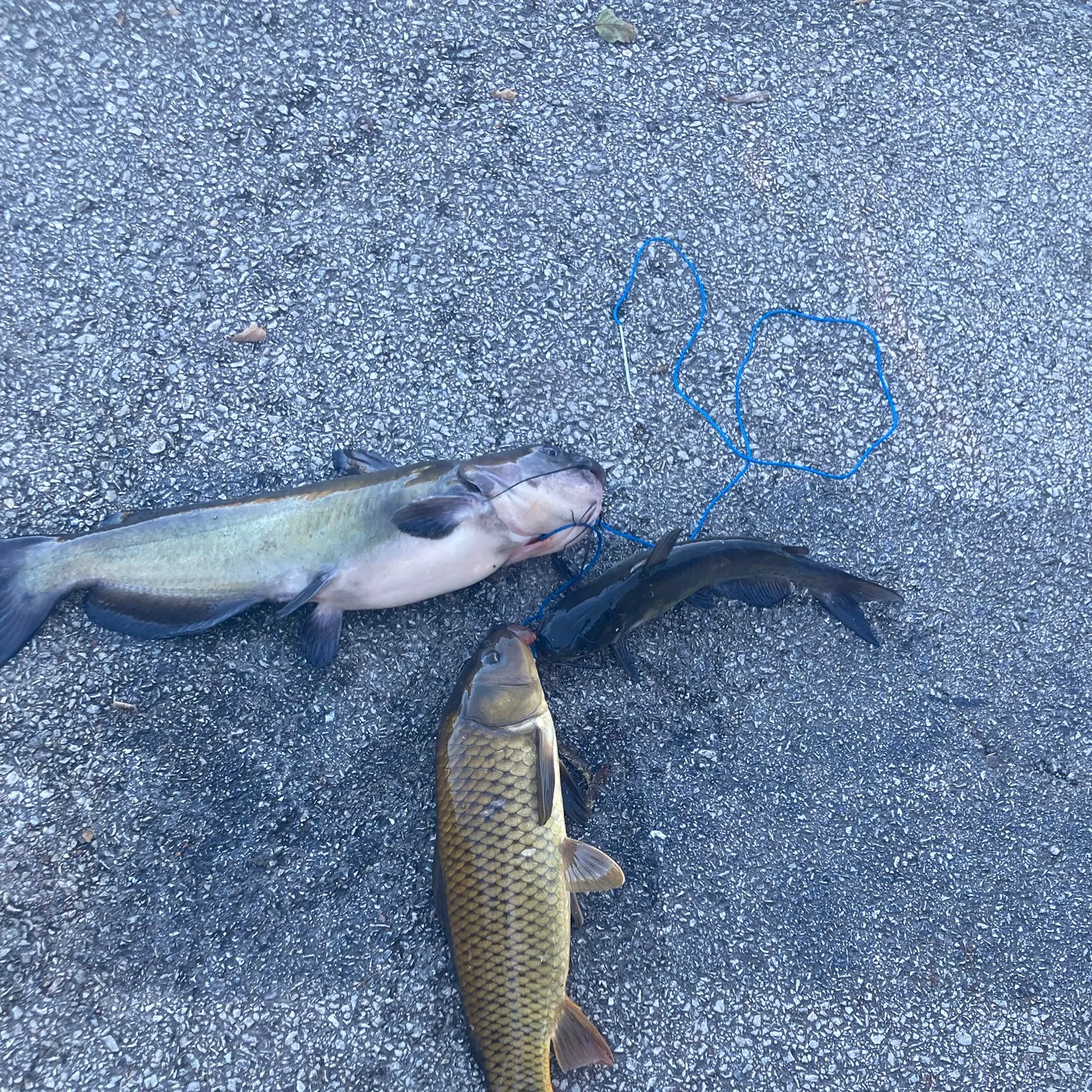Channel catfish caught on Fishbrain