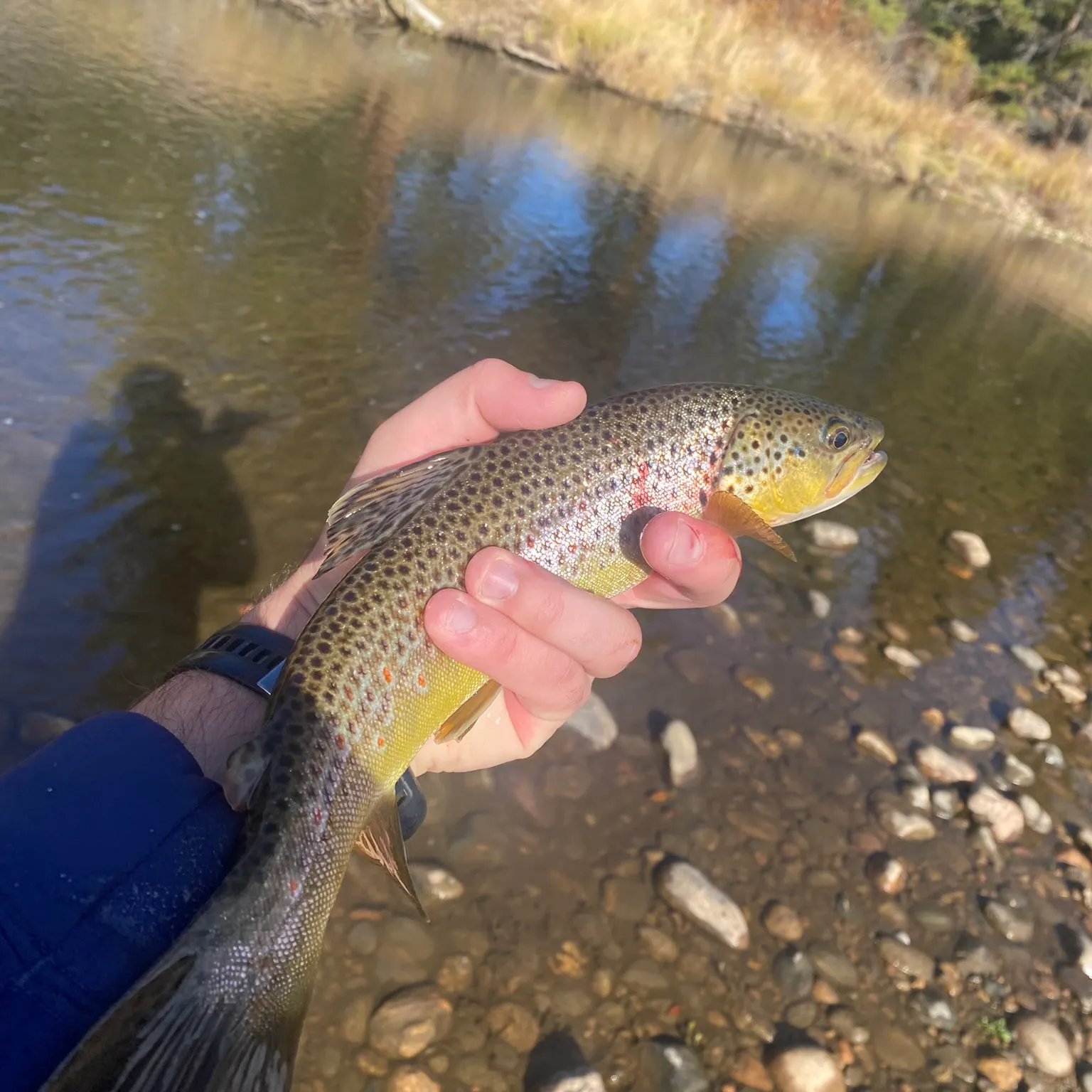 The most recent Brown trout catches on Fishbrain