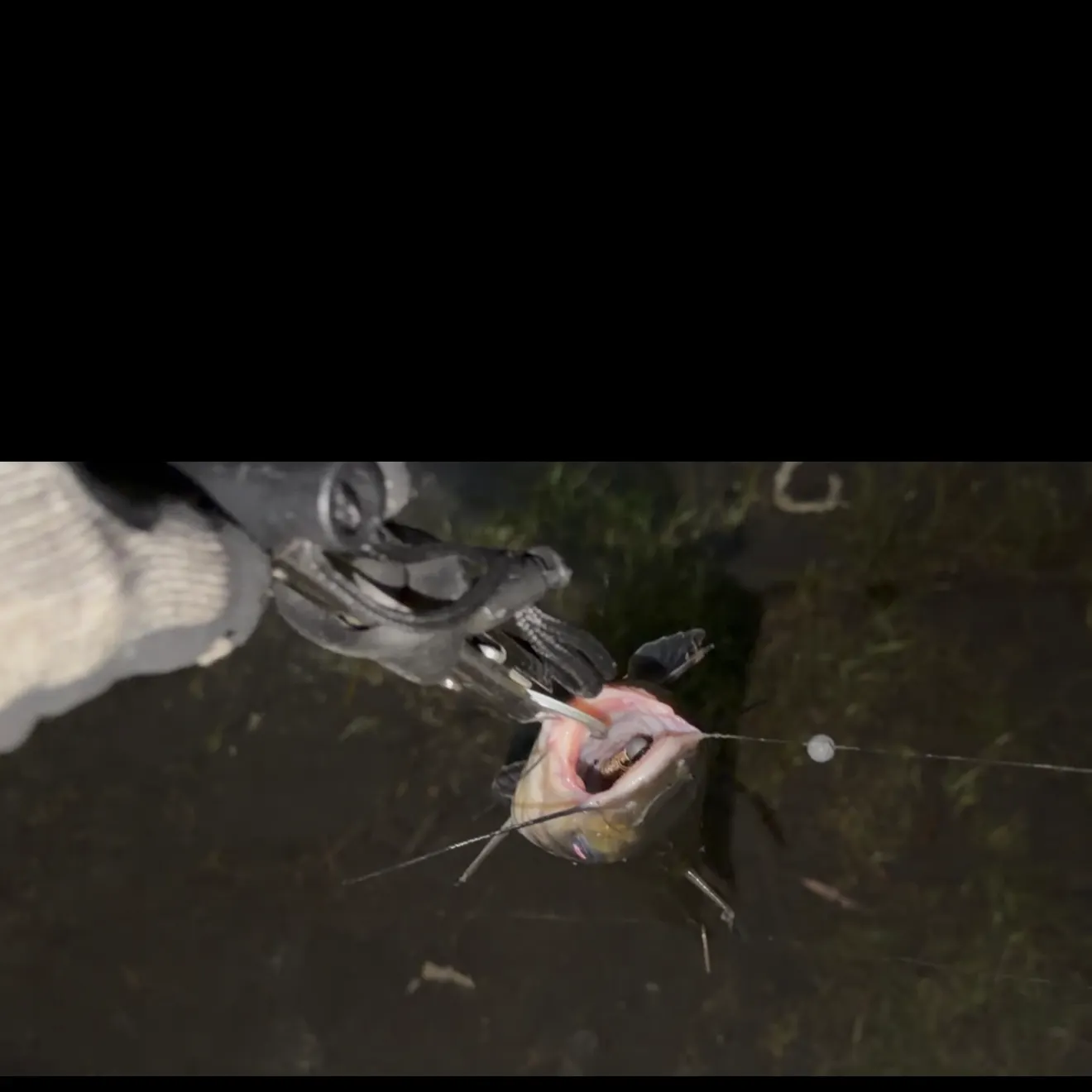 Channel catfish caught on Fishbrain