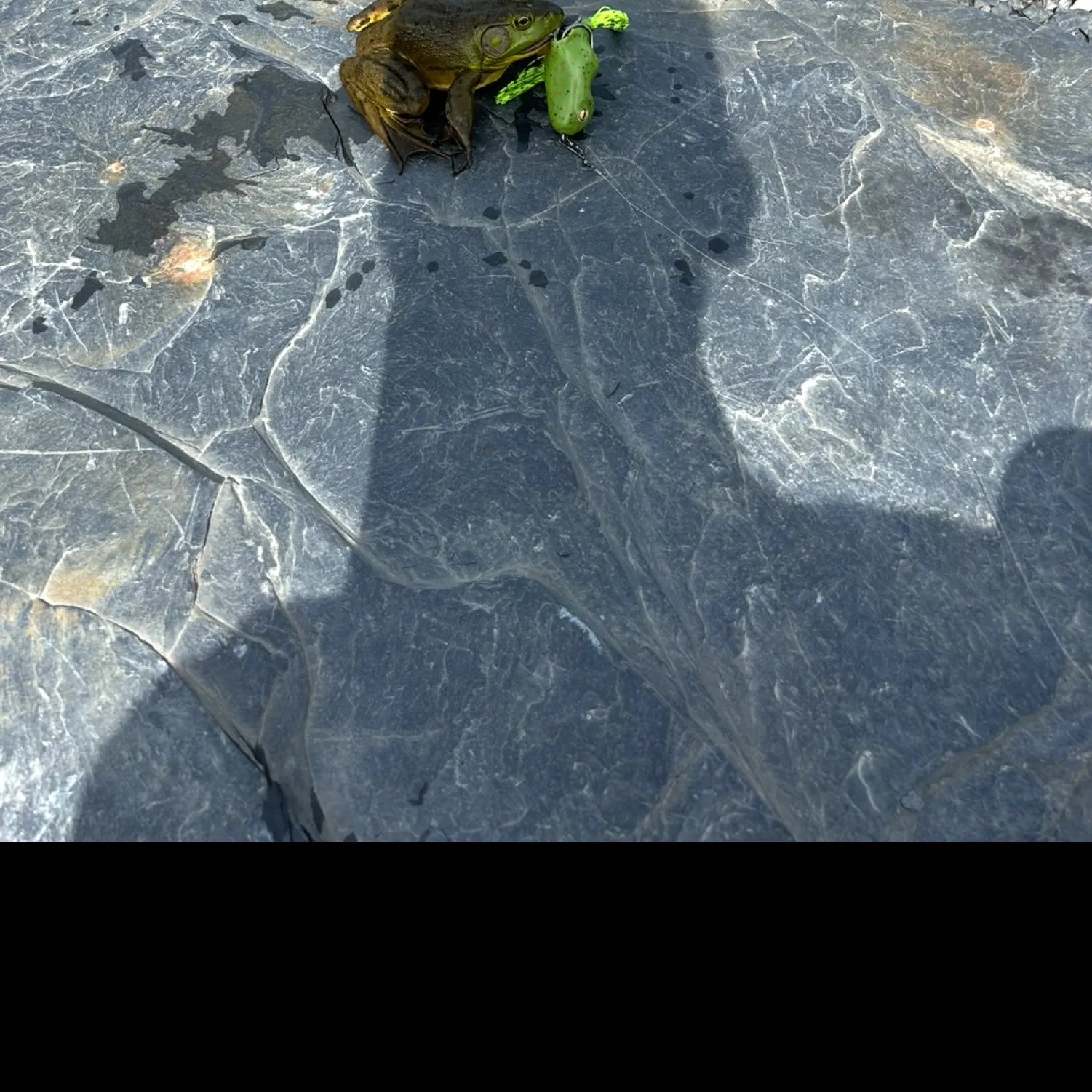 The most recent Warty frogfish catches on Fishbrain