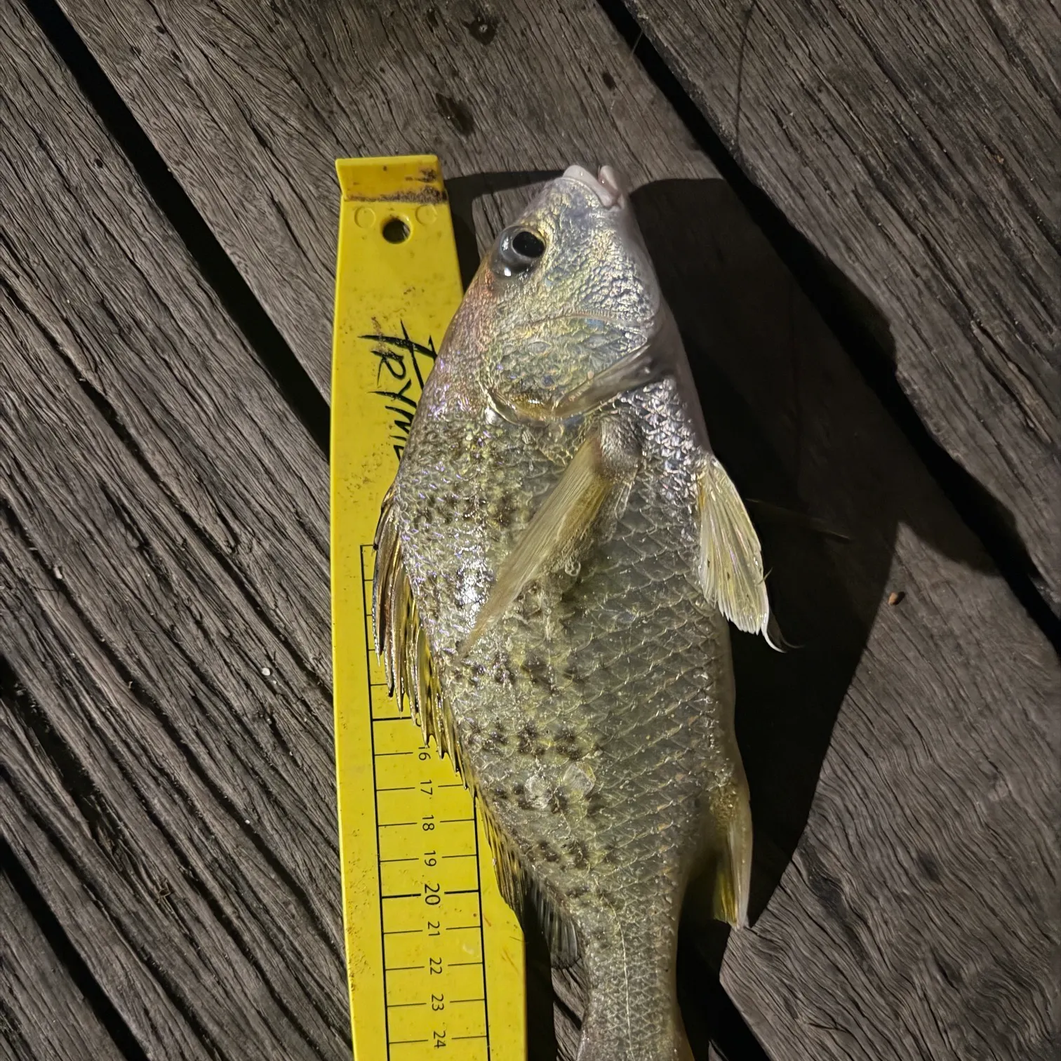 recently logged catches