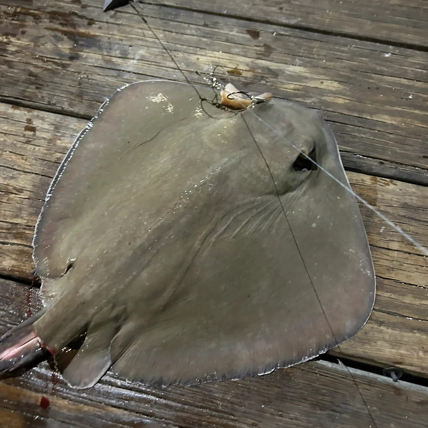 Southern stingray caught on Fishbrain