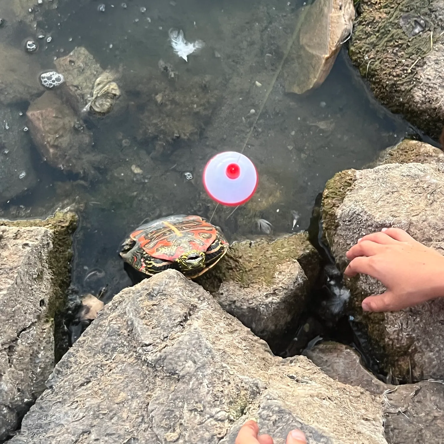 Pond slider turtle caught on Fishbrain