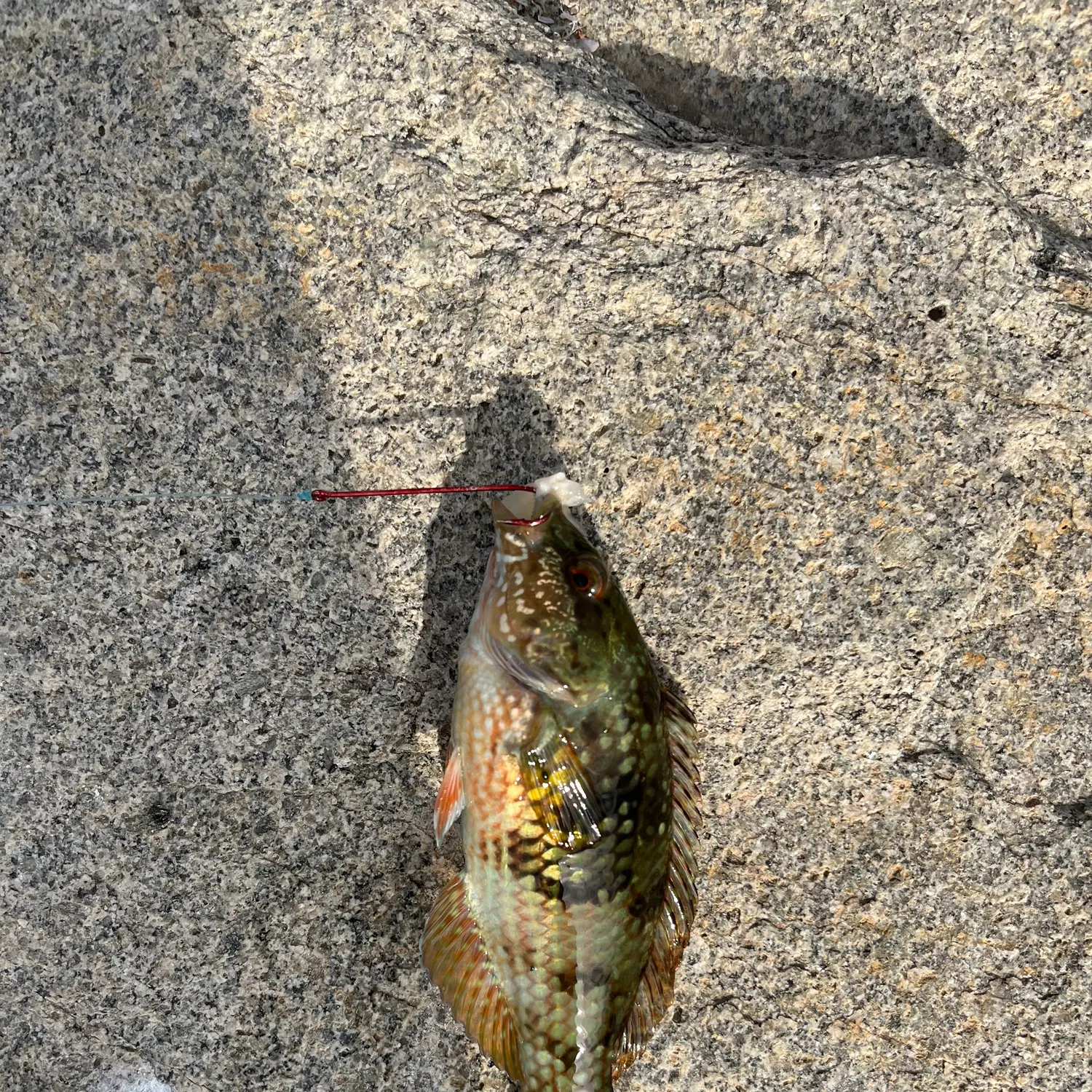 The most recent Ballan wrasse catches on Fishbrain