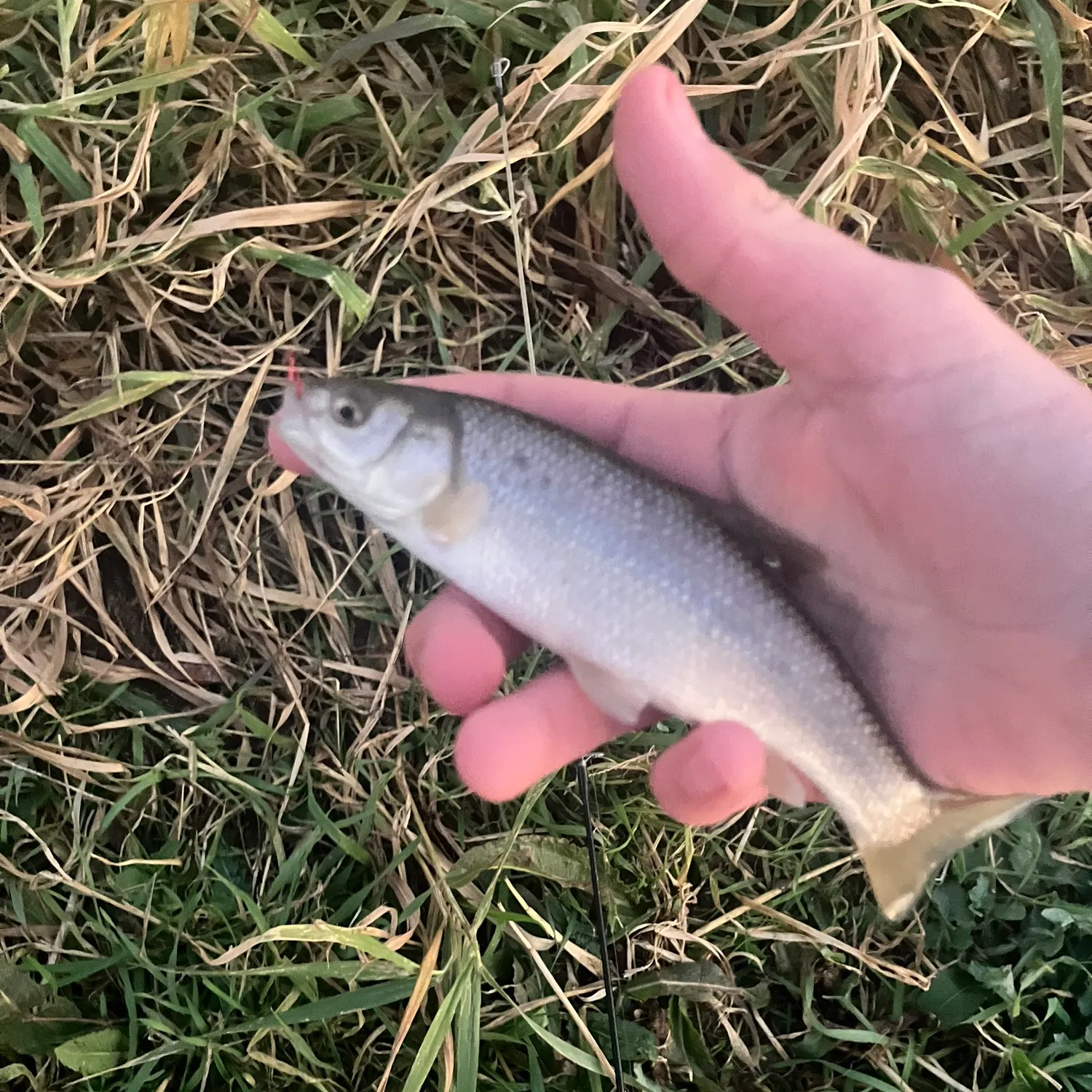 The most recent Utah chub catches on Fishbrain