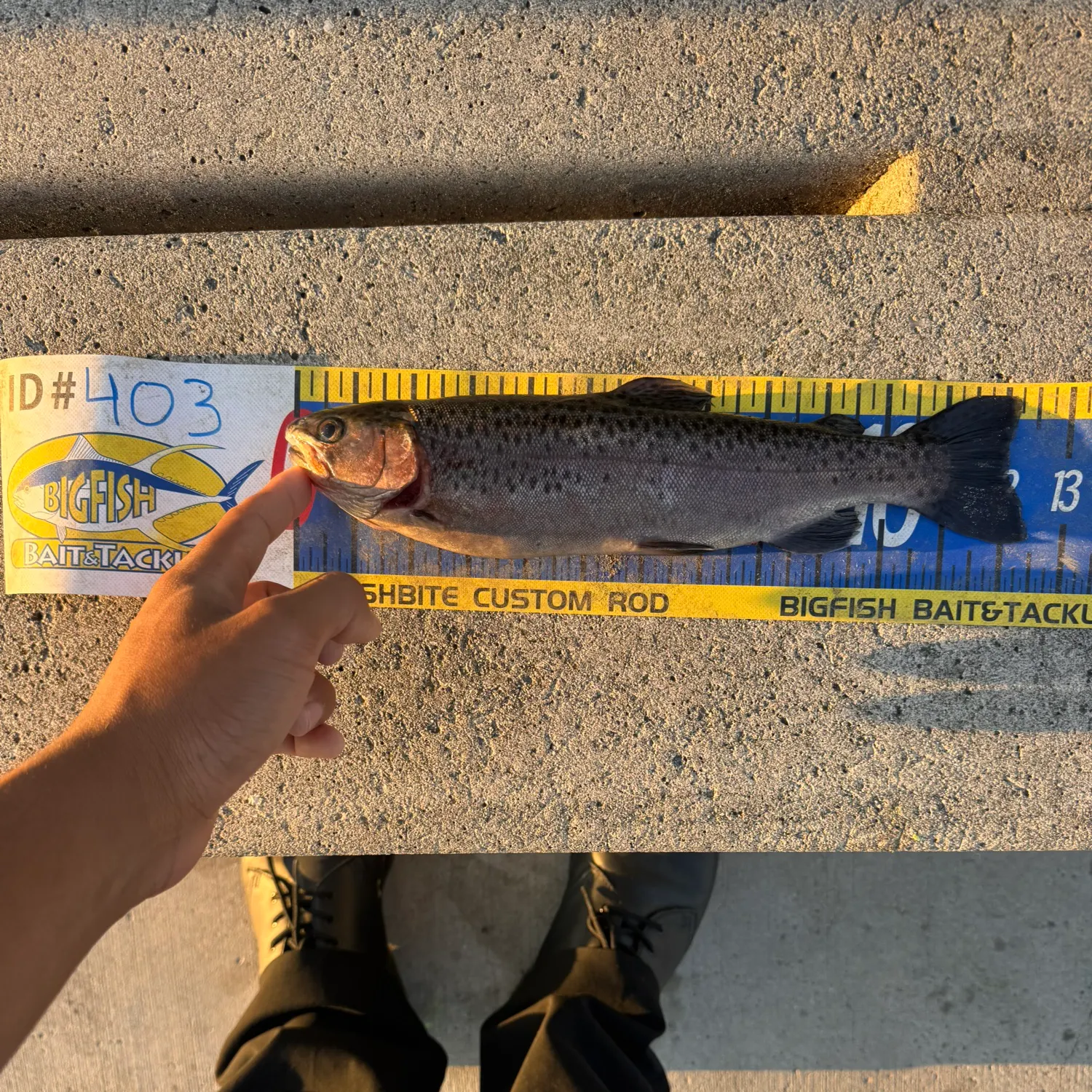 recently logged catches