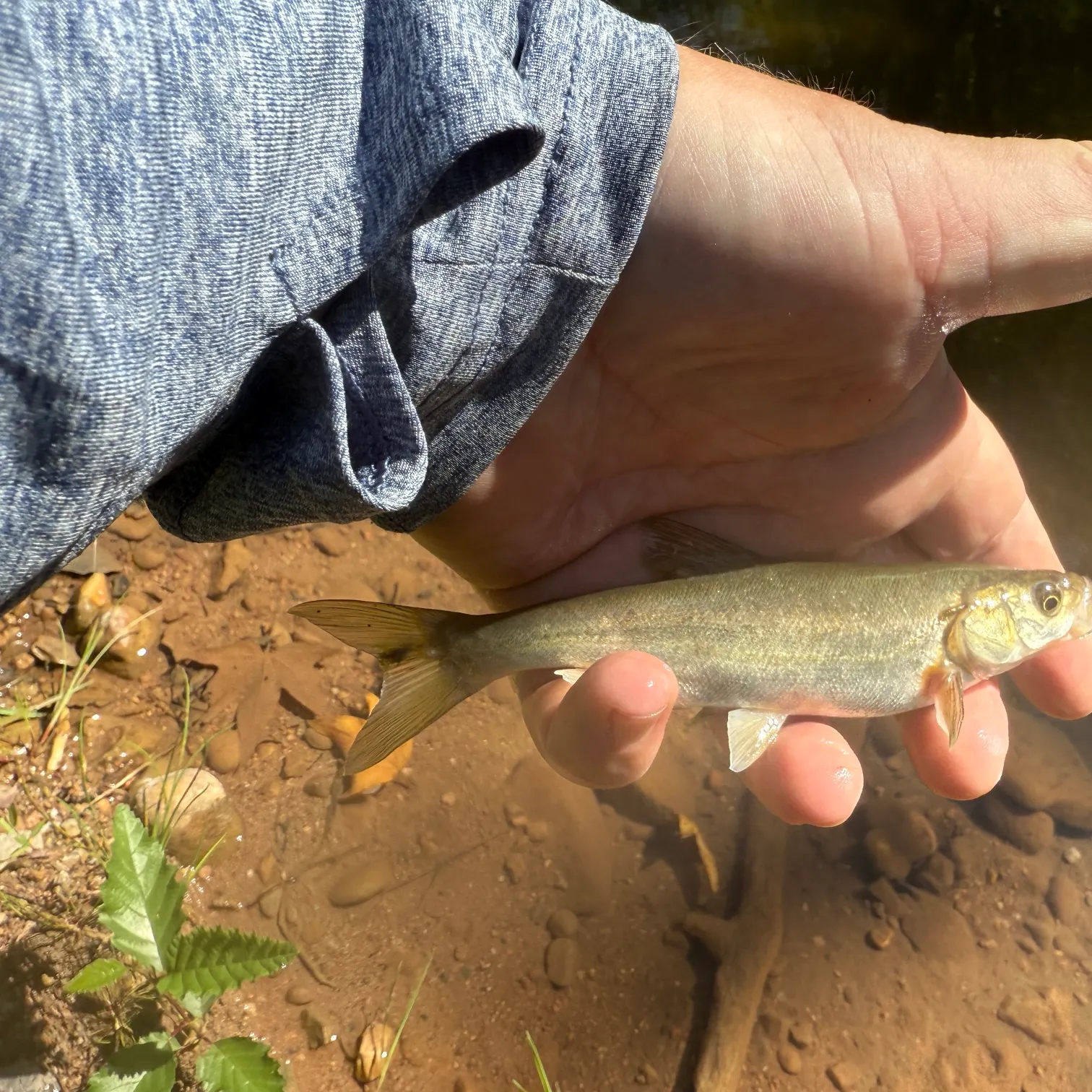 The most recent Roundtail chub catches on Fishbrain