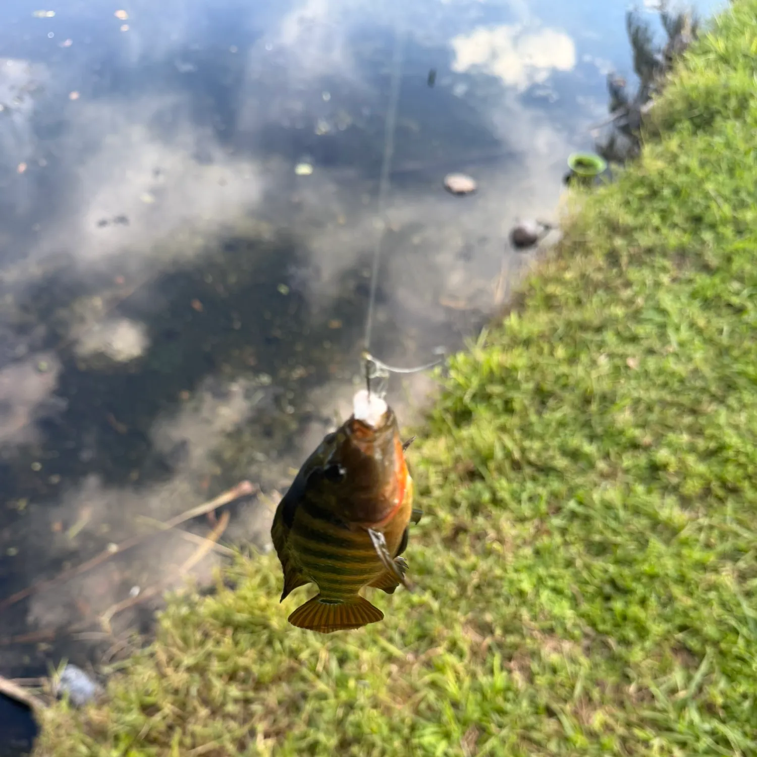 Mayan cichlid caught on Fishbrain