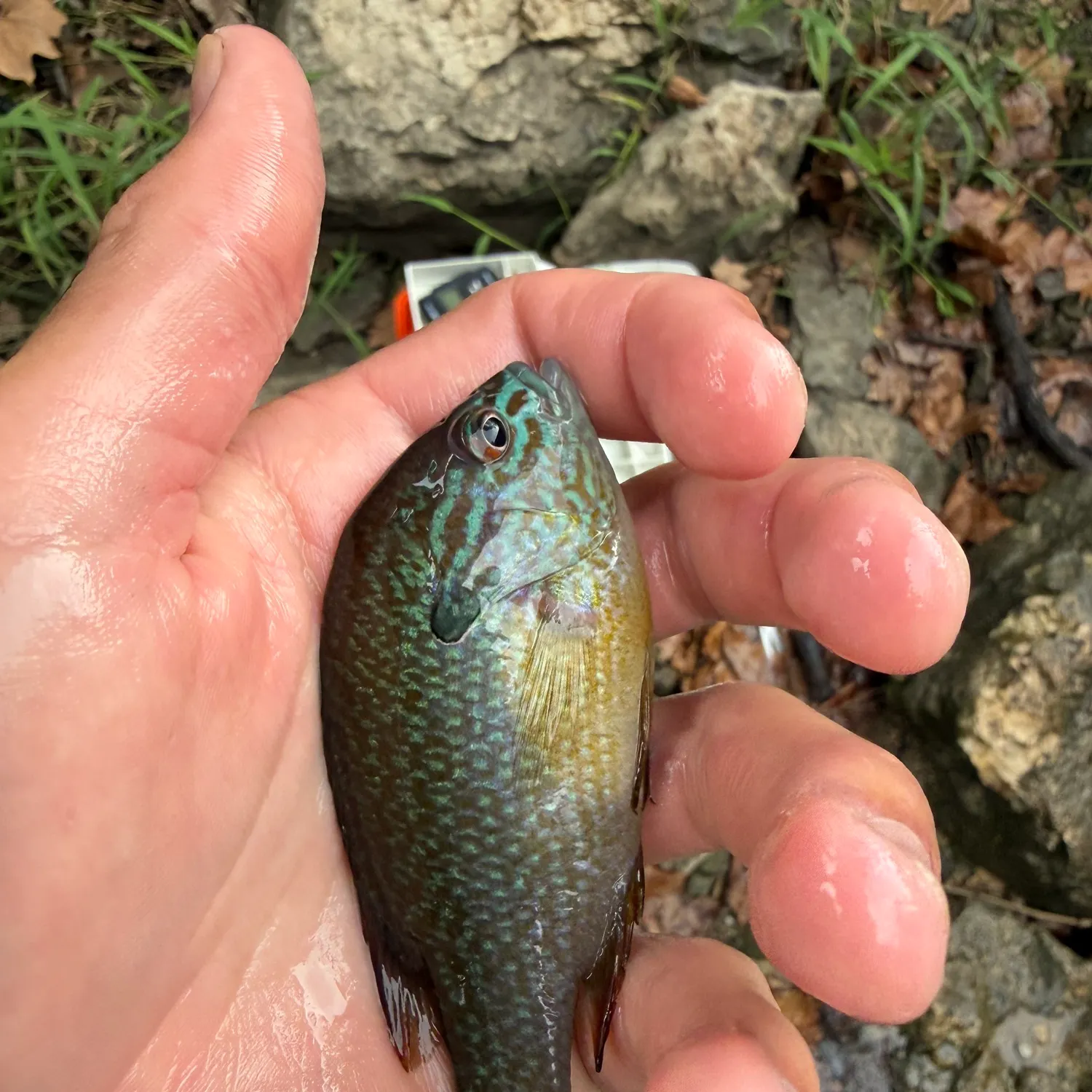 Longear sunfish caught on Fishbrain