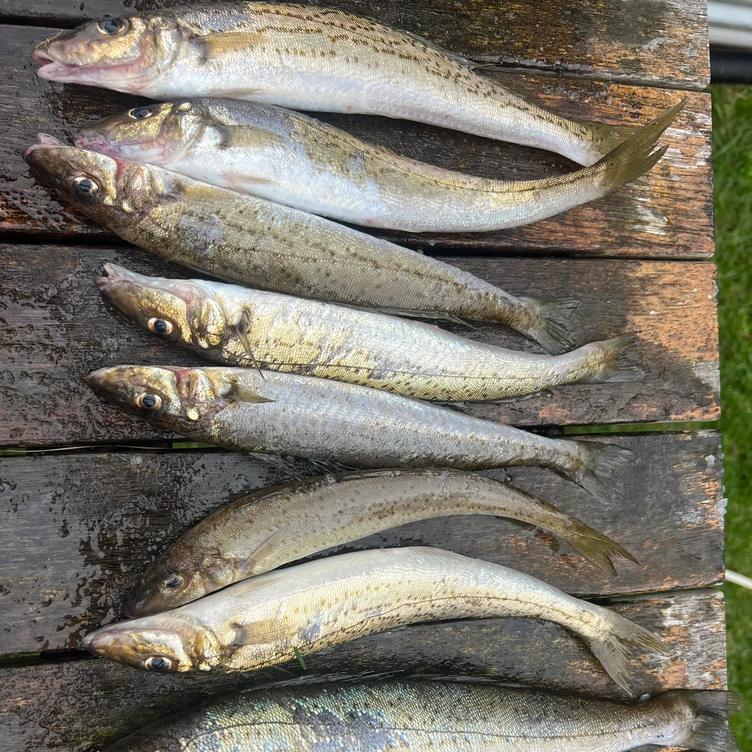 recently logged catches