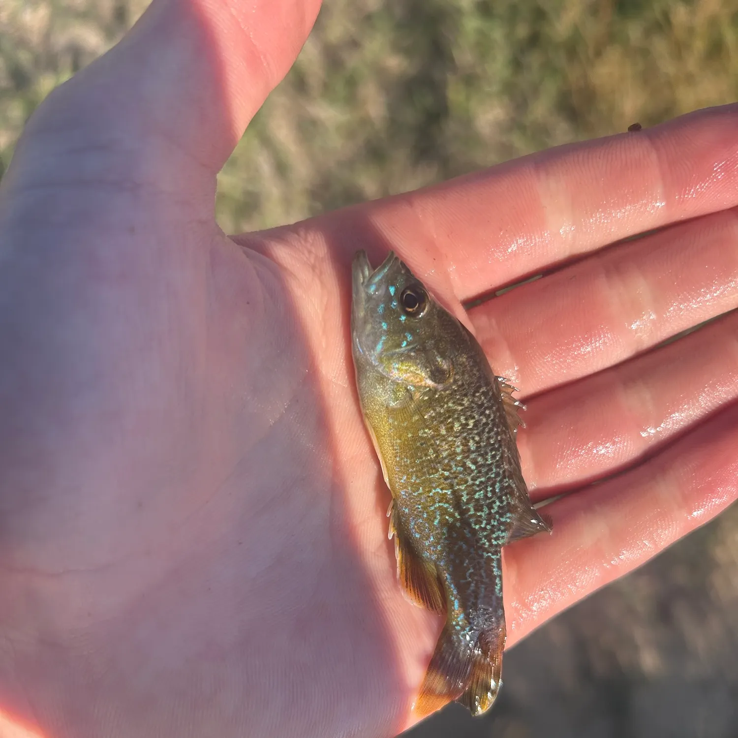 Green sunfish caught on Fishbrain