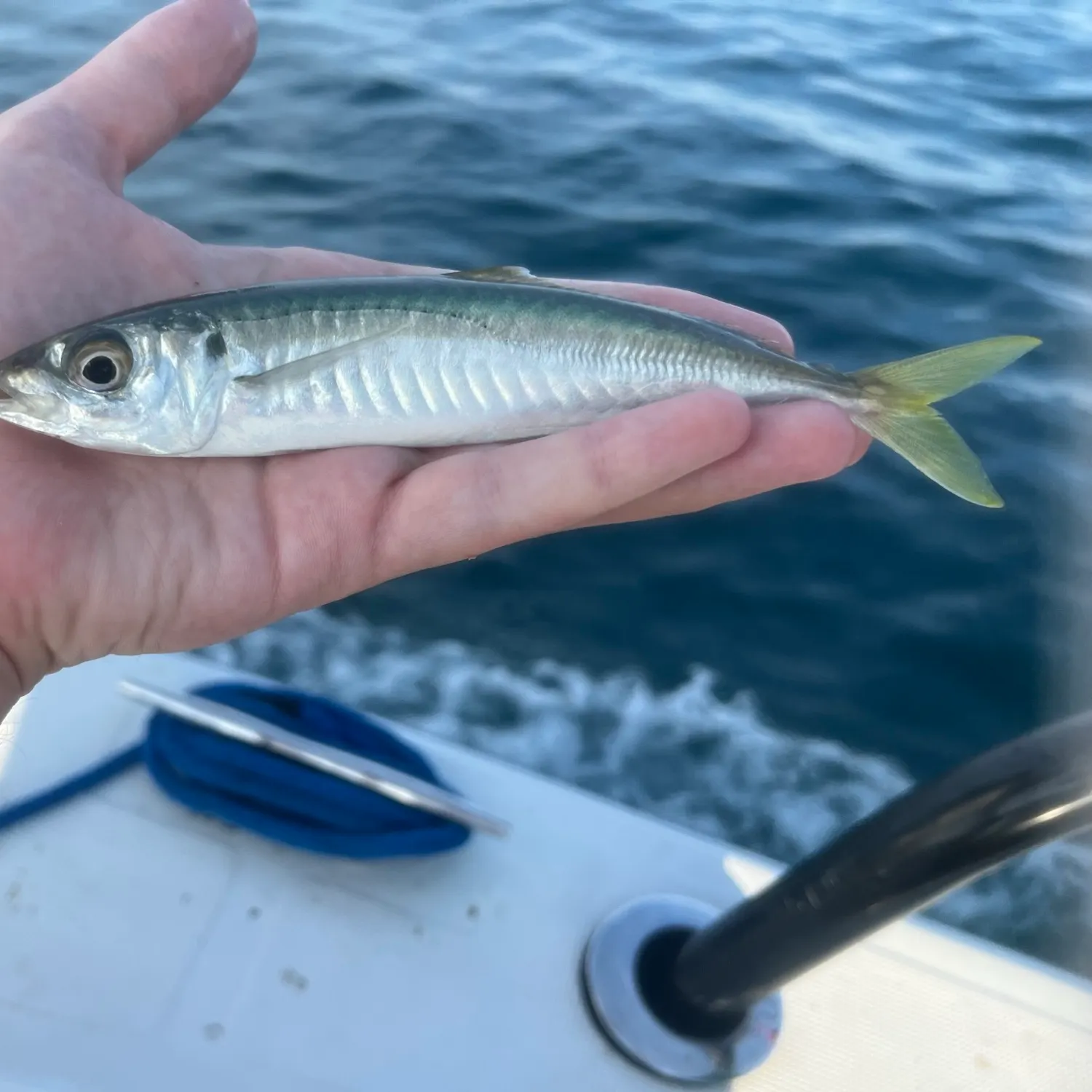 The most popular recent Round Scad catch on Fishbrain