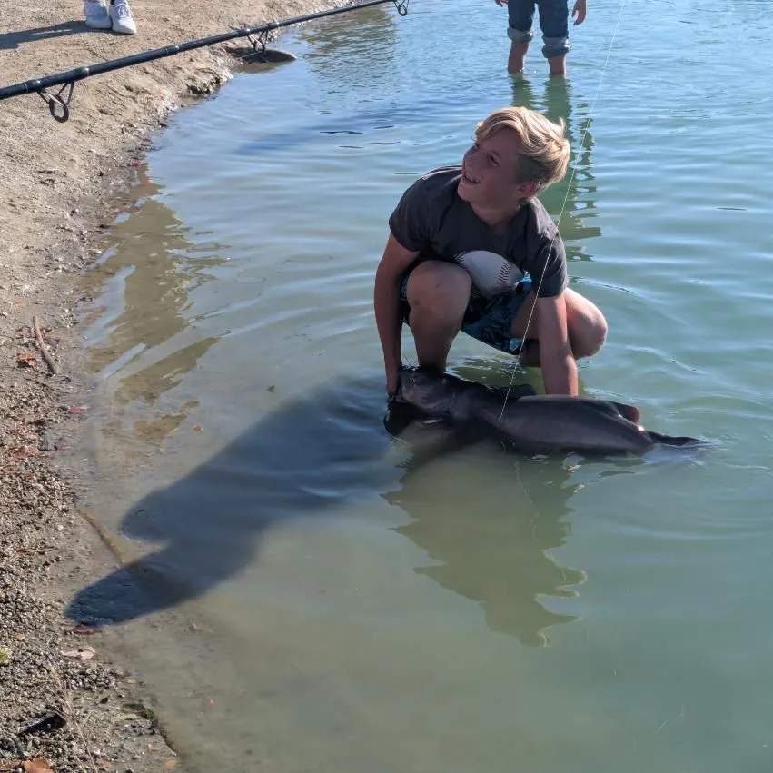 Channel catfish caught on Fishbrain