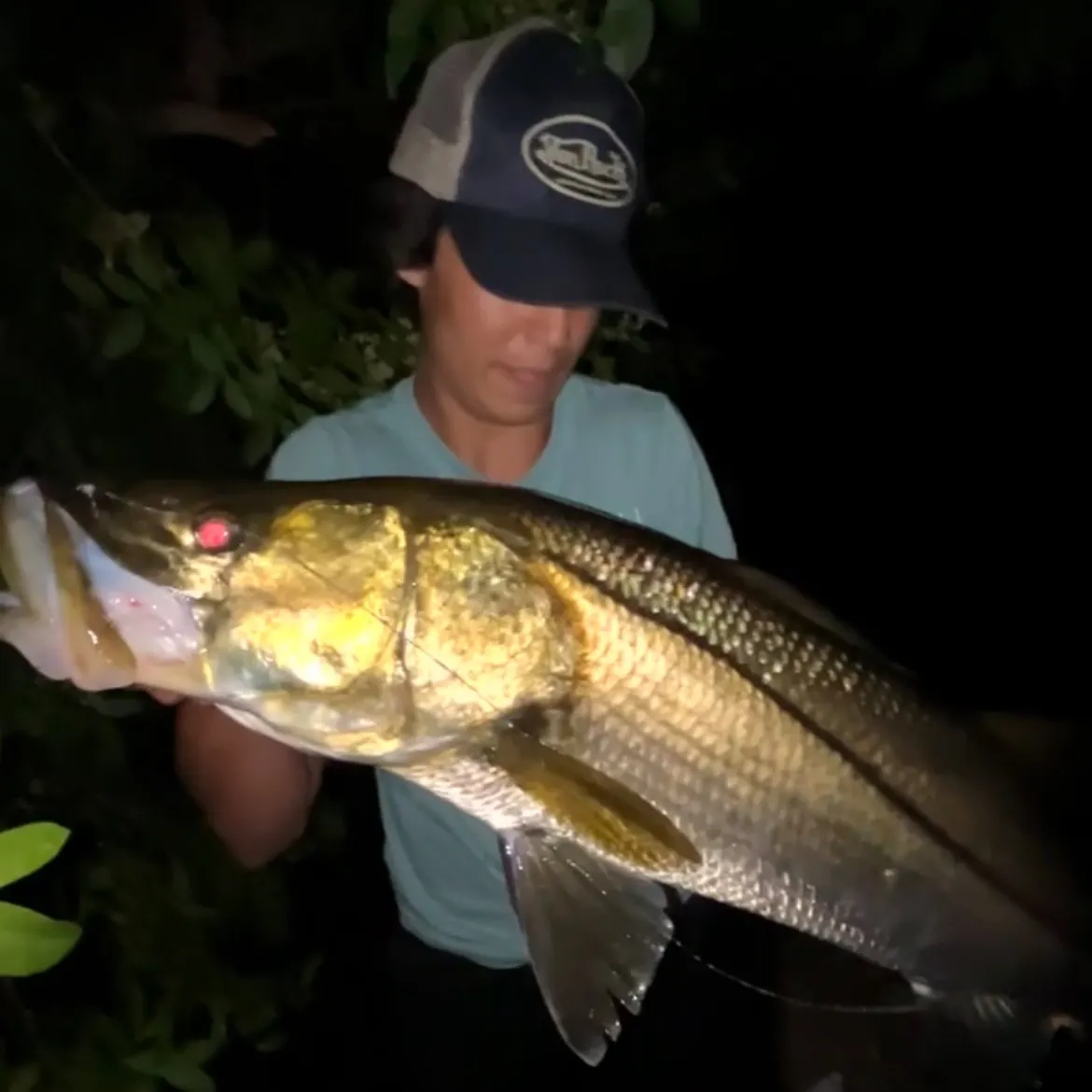 The most recent Common snook catches on Fishbrain