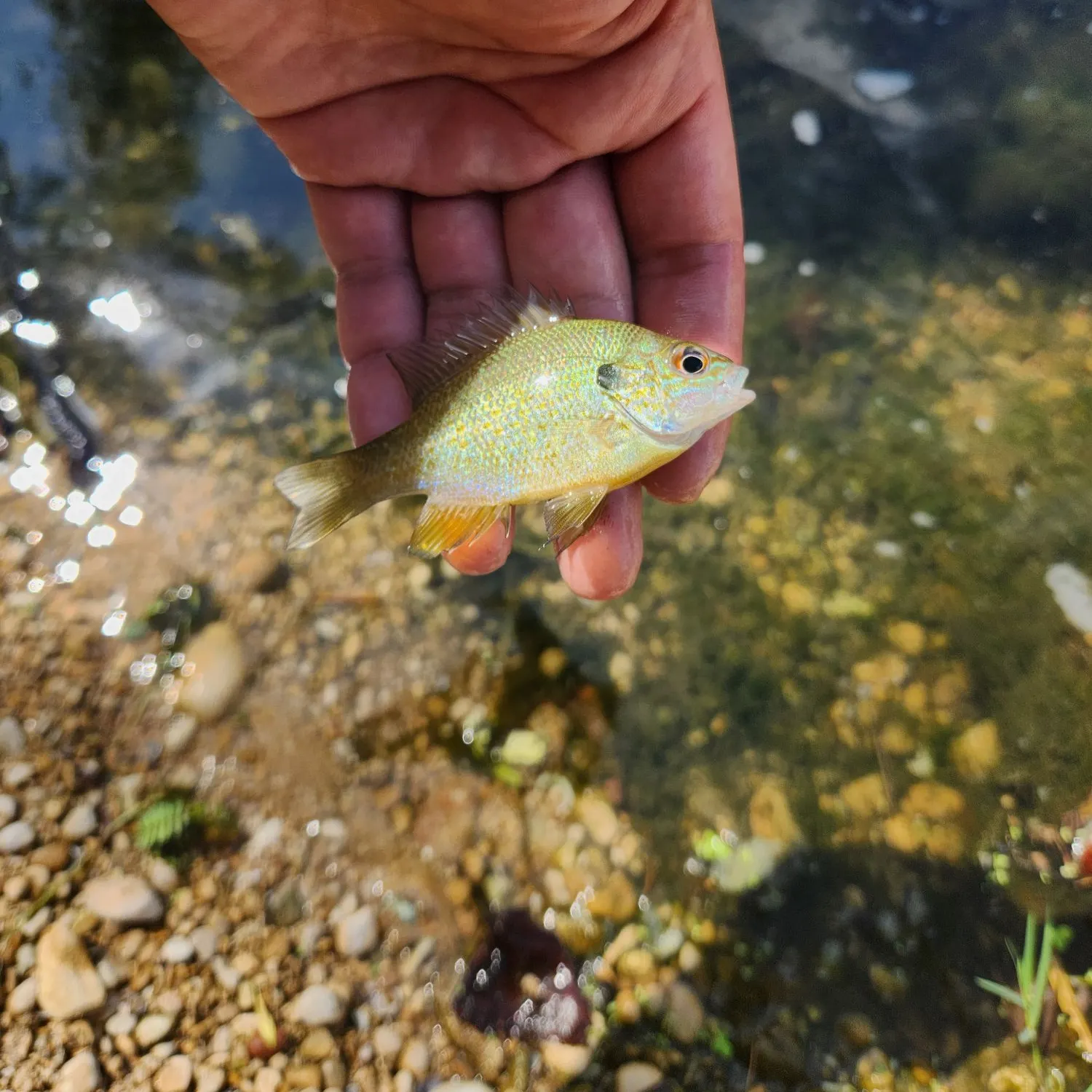 Green sunfish caught on Fishbrain