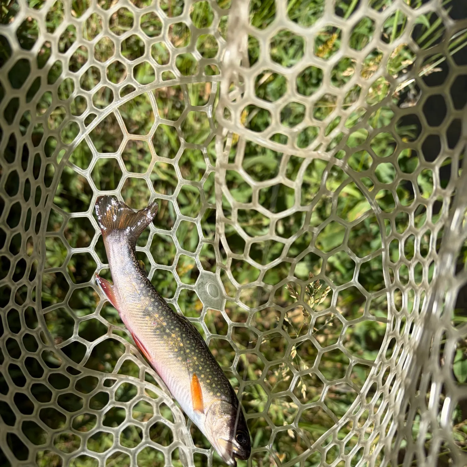 Brook trout caught on Fishbrain