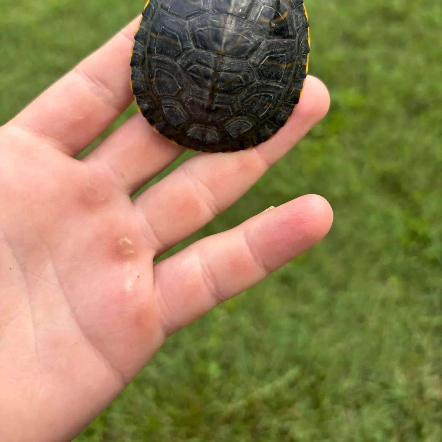 The most recent Pond slider turtle catches on Fishbrain