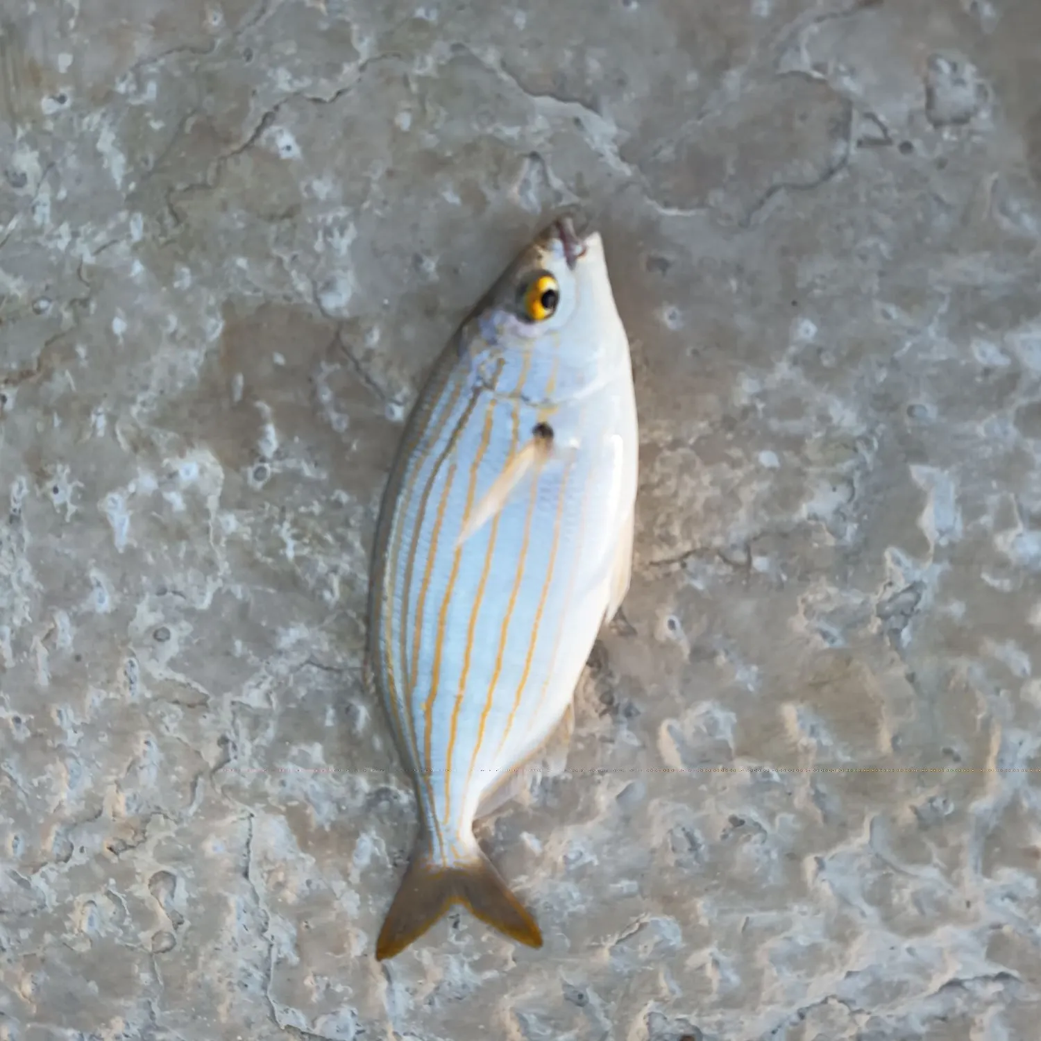 The most recent Salema porgy catches on Fishbrain