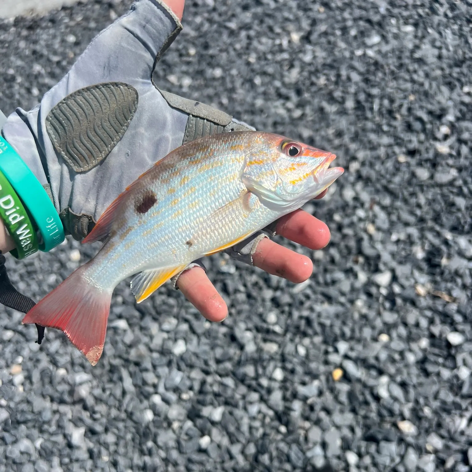 The most recent Lane snapper catches on Fishbrain