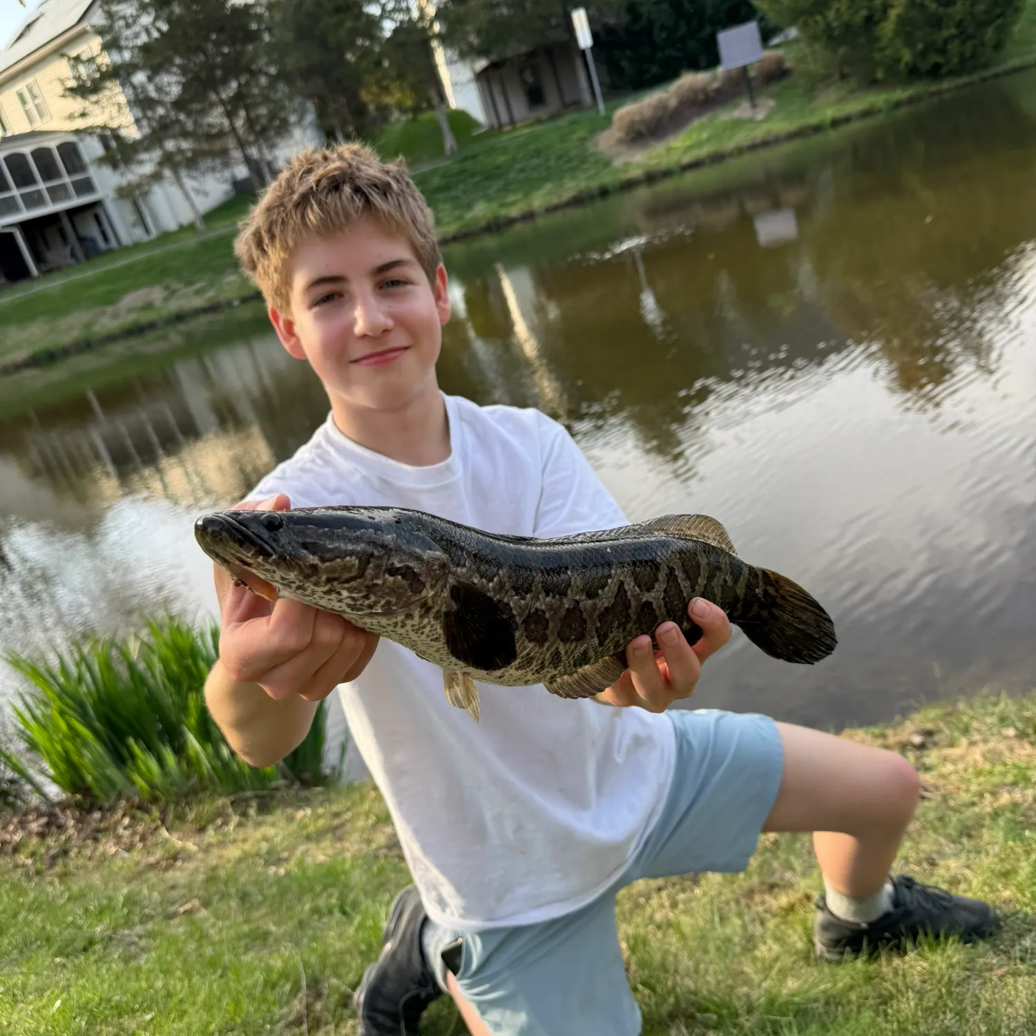The most recent Northern snakehead catches on Fishbrain