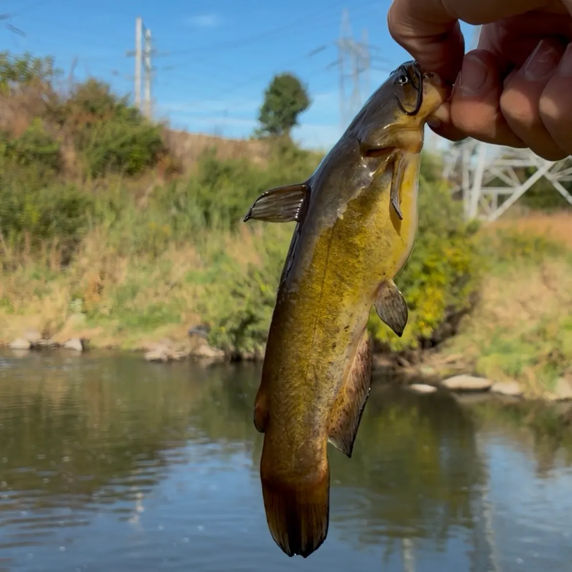 Brown bullhead caught on Fishbrain