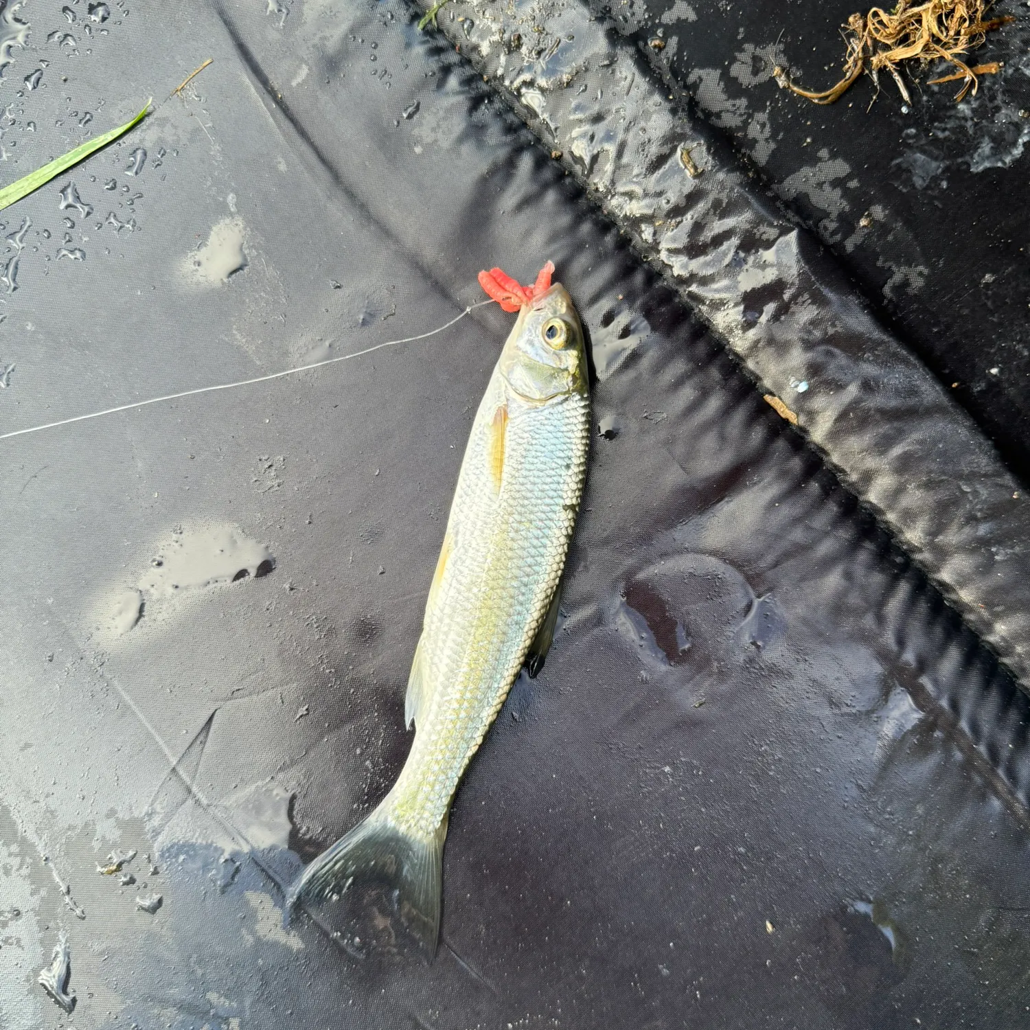 Common roach caught on Fishbrain