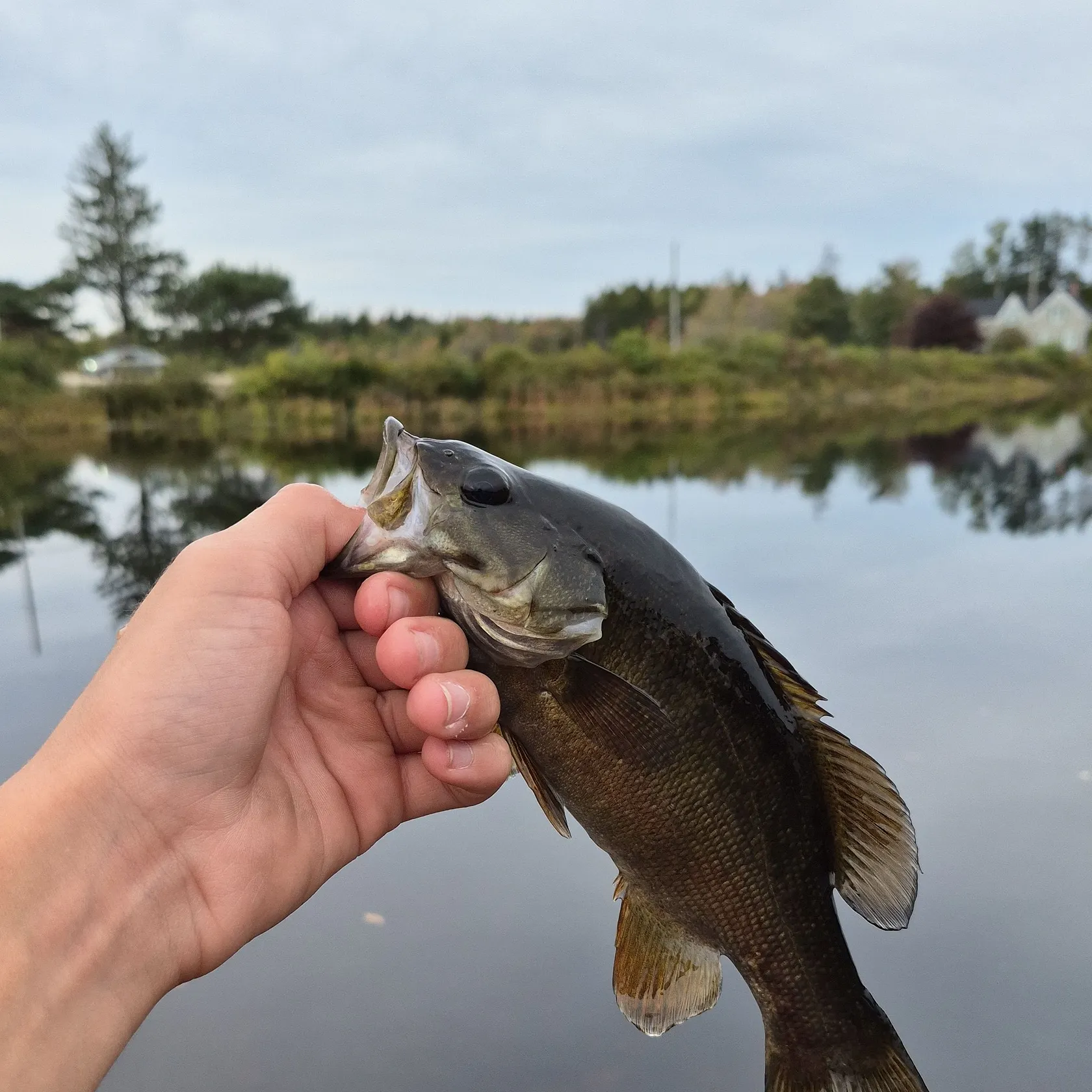 Smallmouth bass caught on Fishbrain