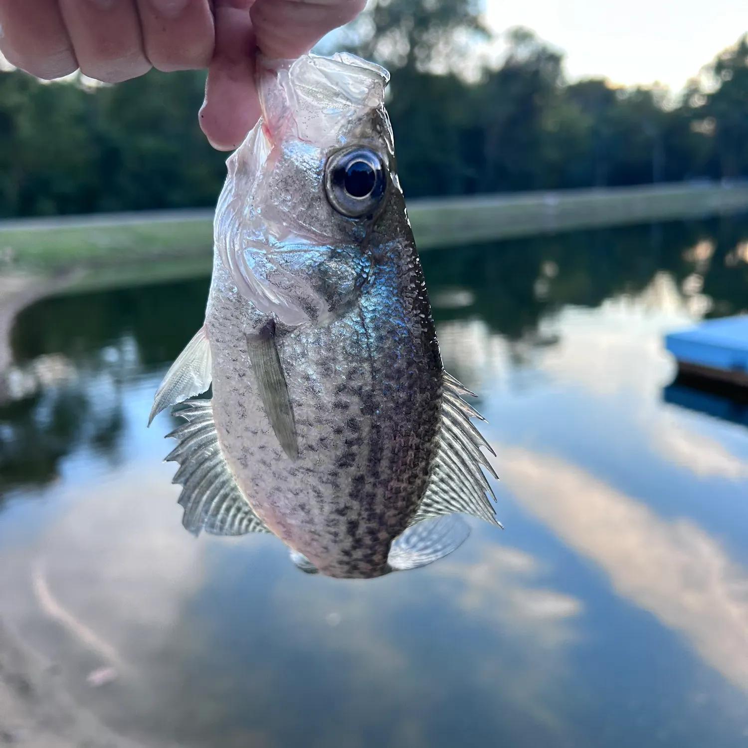 Black crappie caught on Fishbrain