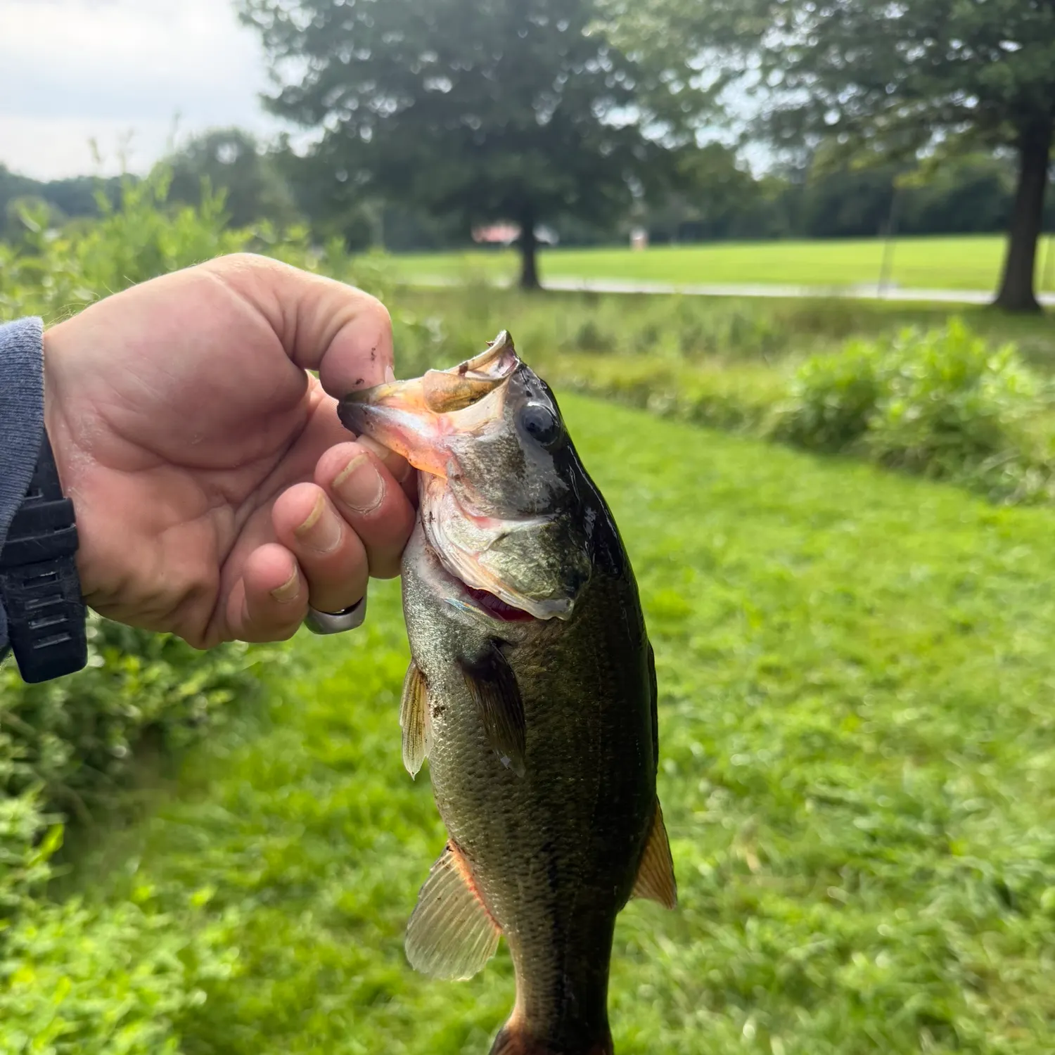 Largemouth bass caught on Fishbrain