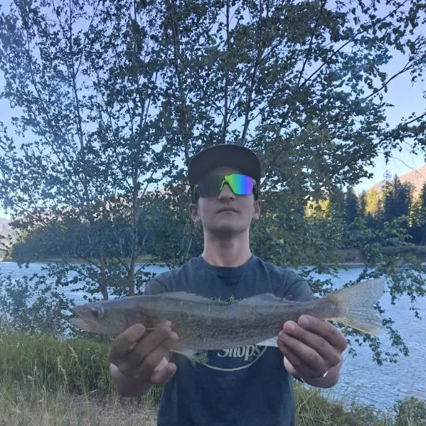 The most recent Walleye catches on Fishbrain