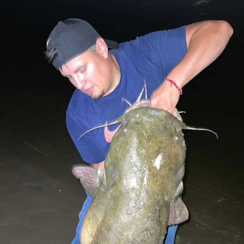 The most recent Flathead catfish catches on Fishbrain
