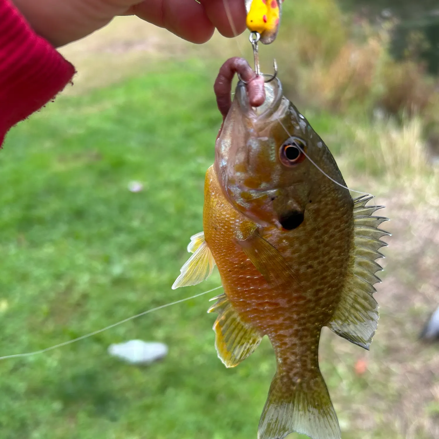 Fish caught on Fishbrain