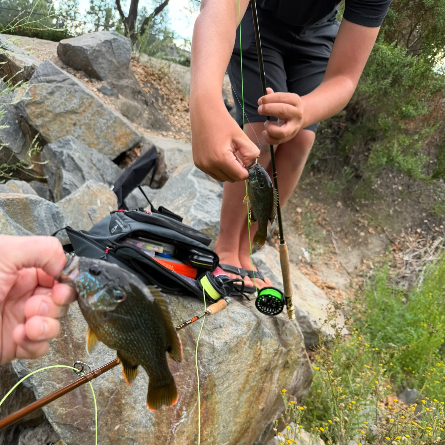 recently logged catches