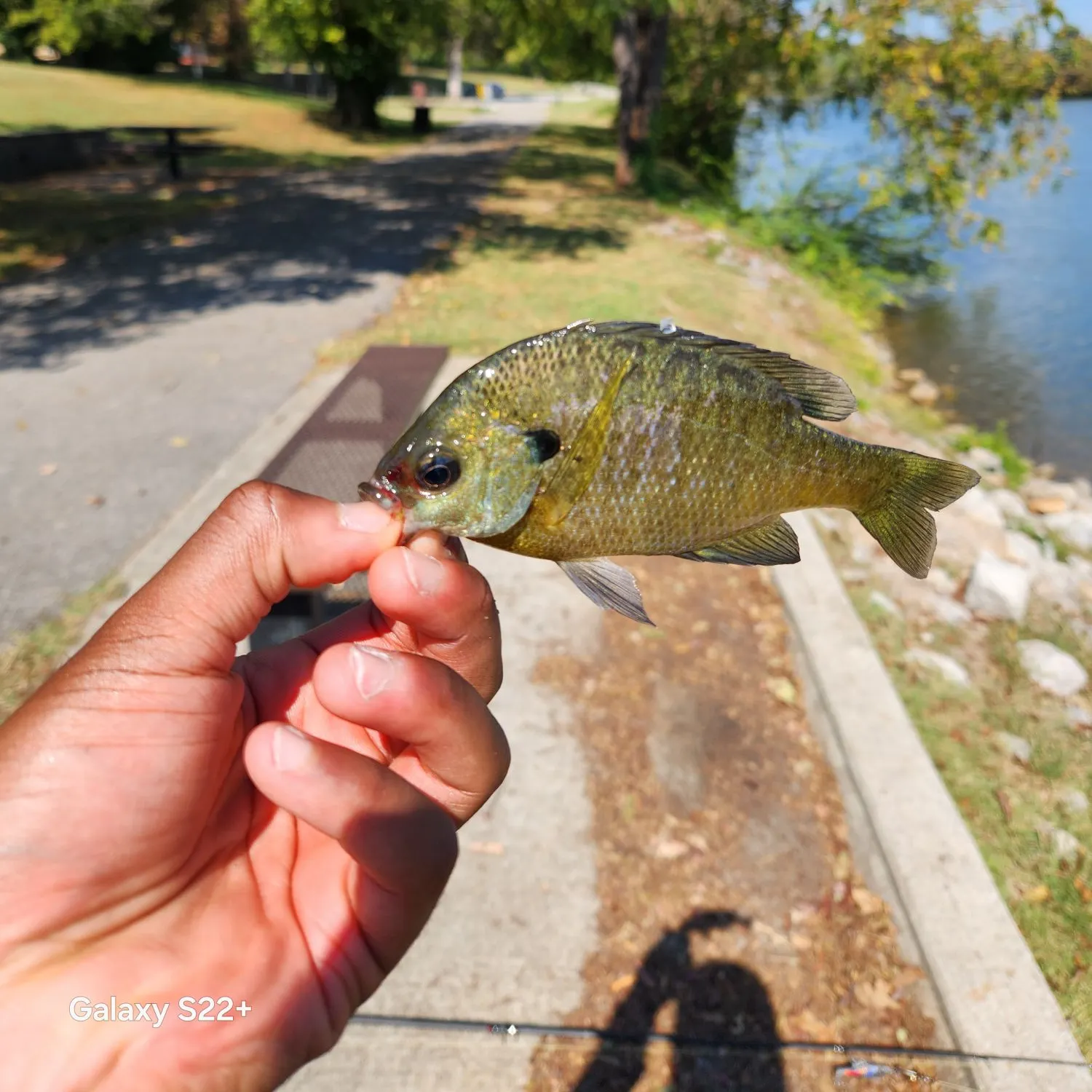 Bluegill caught on Fishbrain