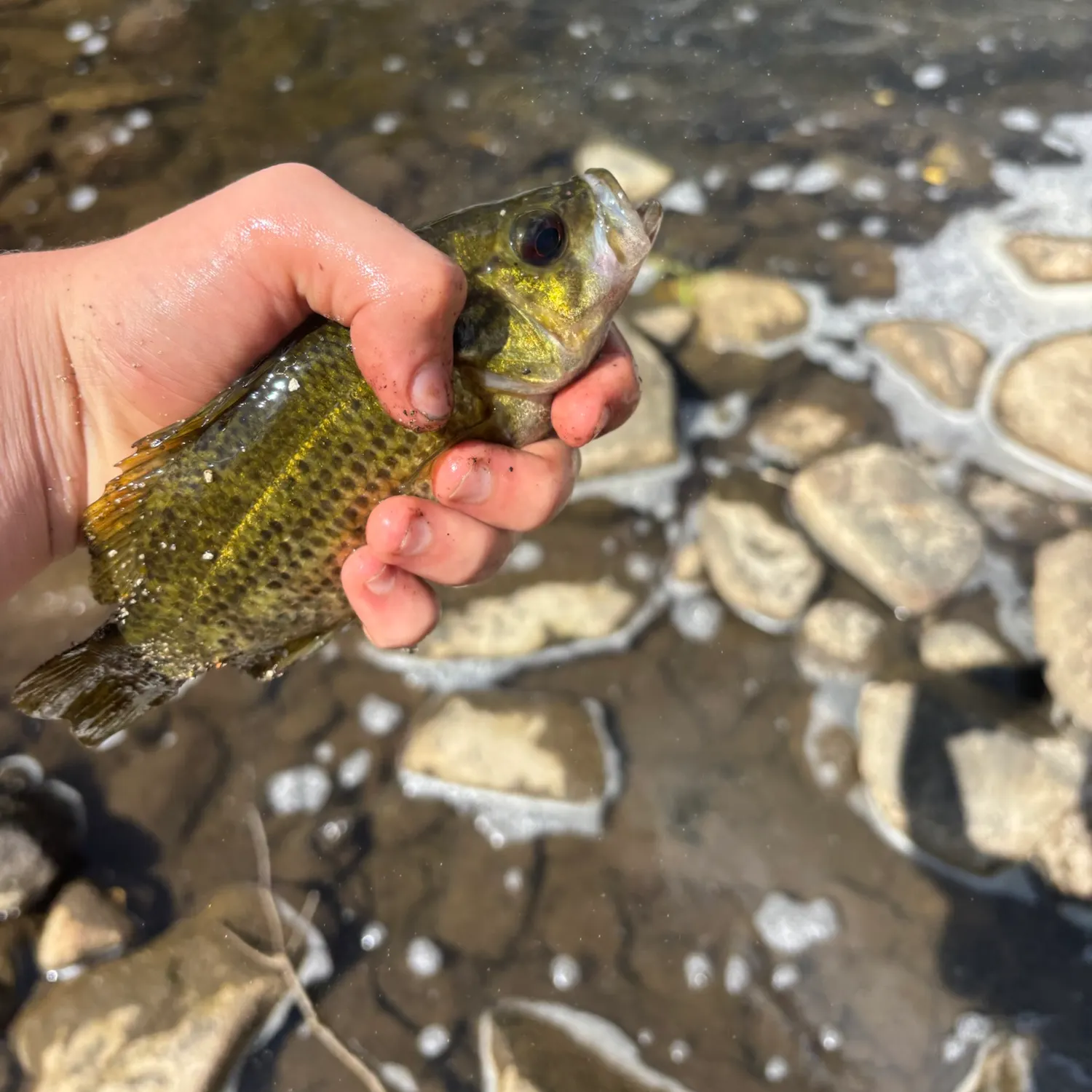 Rock bass caught on Fishbrain