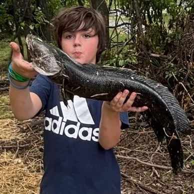 The most recent Northern snakehead catches on Fishbrain