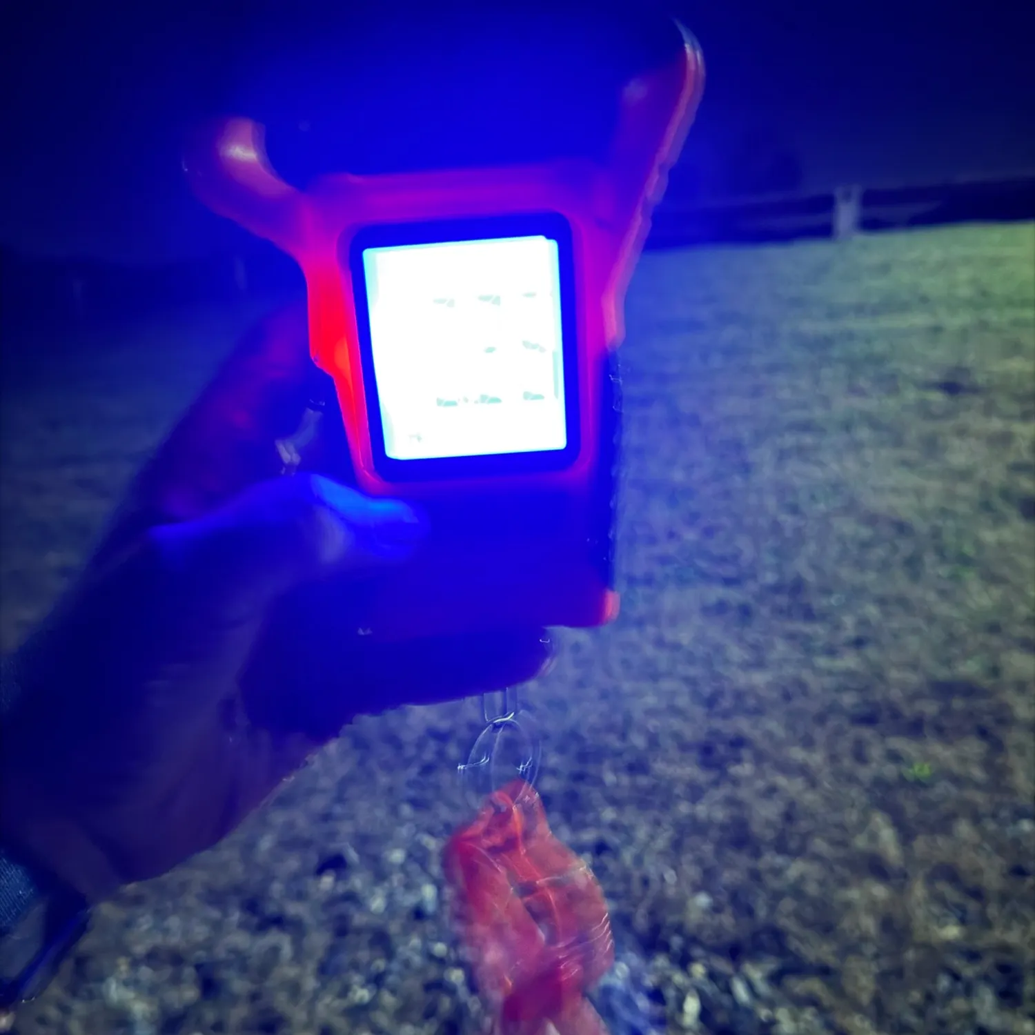 Spot croaker caught on Fishbrain