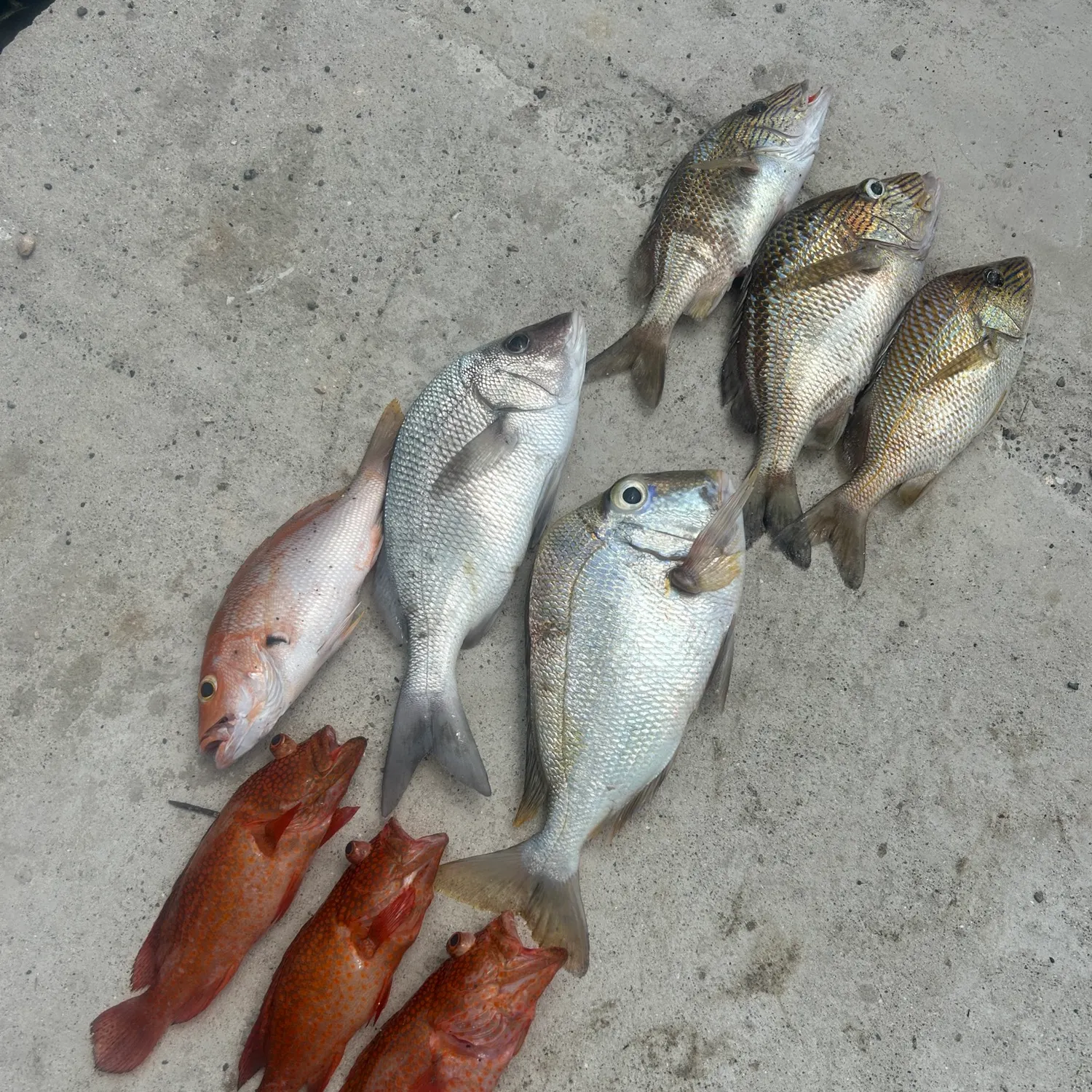 recently logged catches