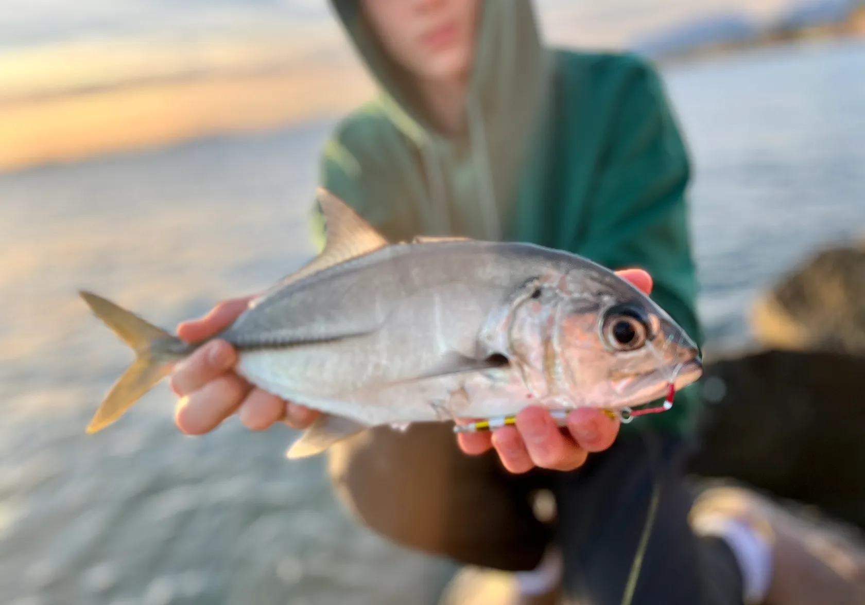 Pacific crevalle jack