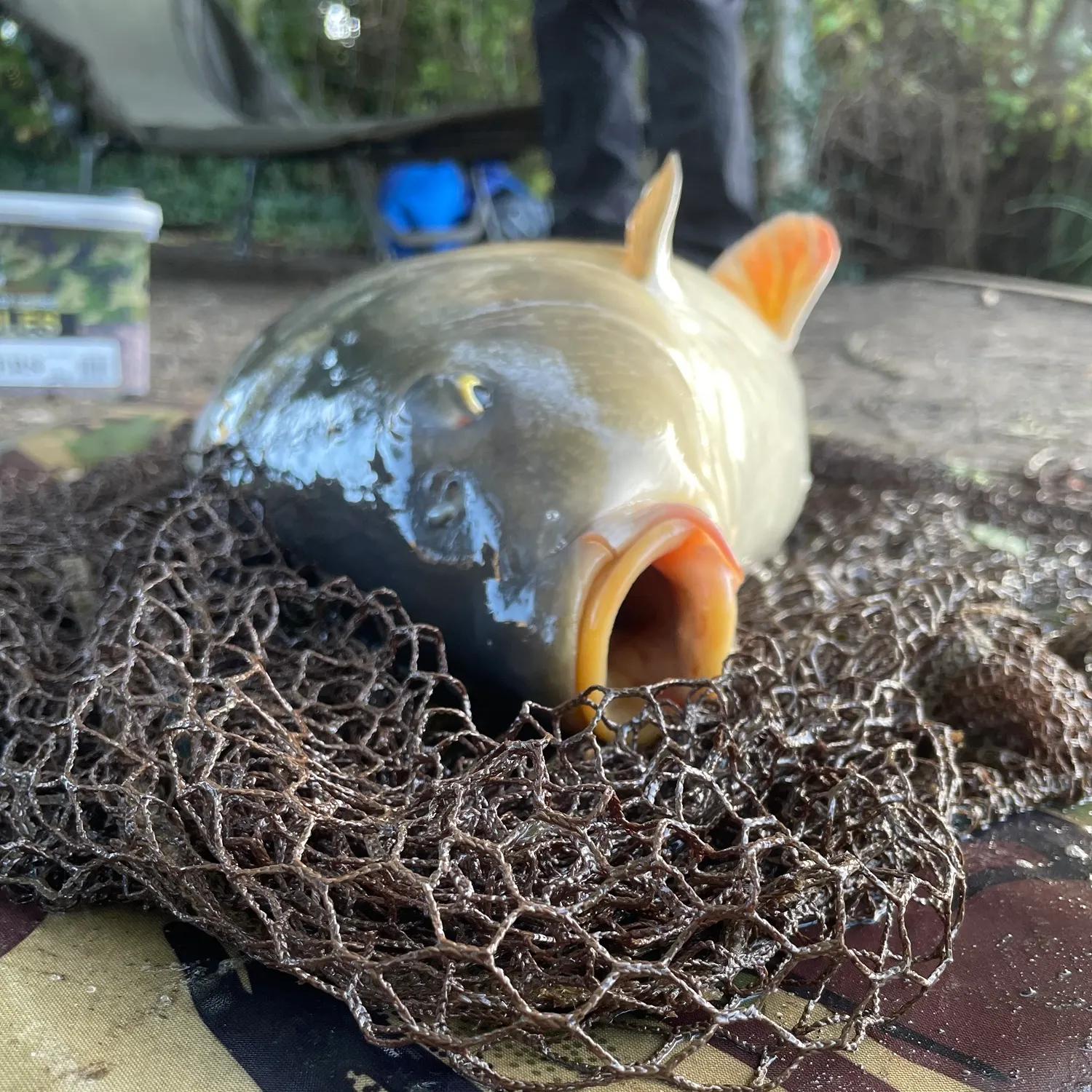 Mirror carp caught on Fishbrain
