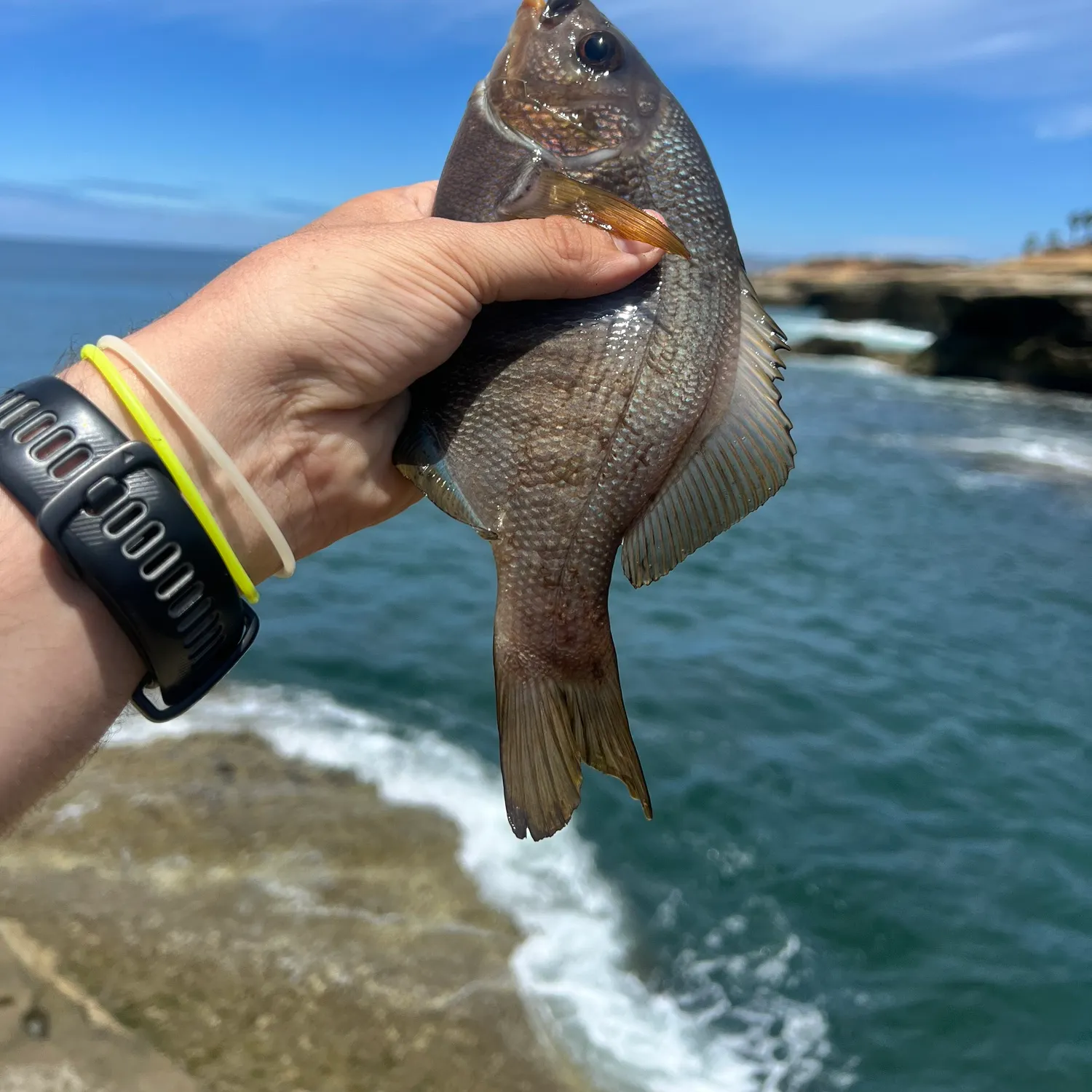 The most recent Black perch catches on Fishbrain