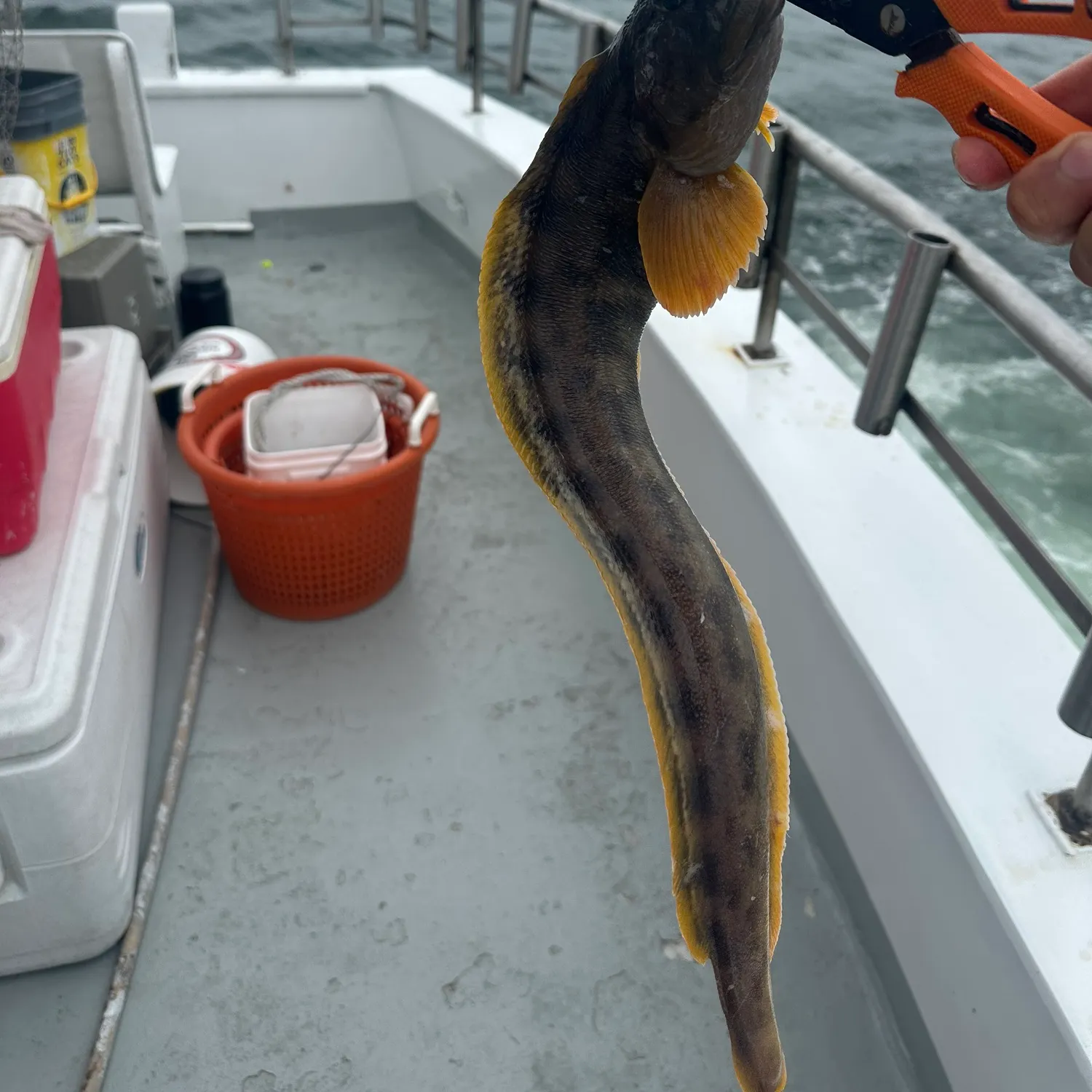 The most recent Ocean pout catches on Fishbrain