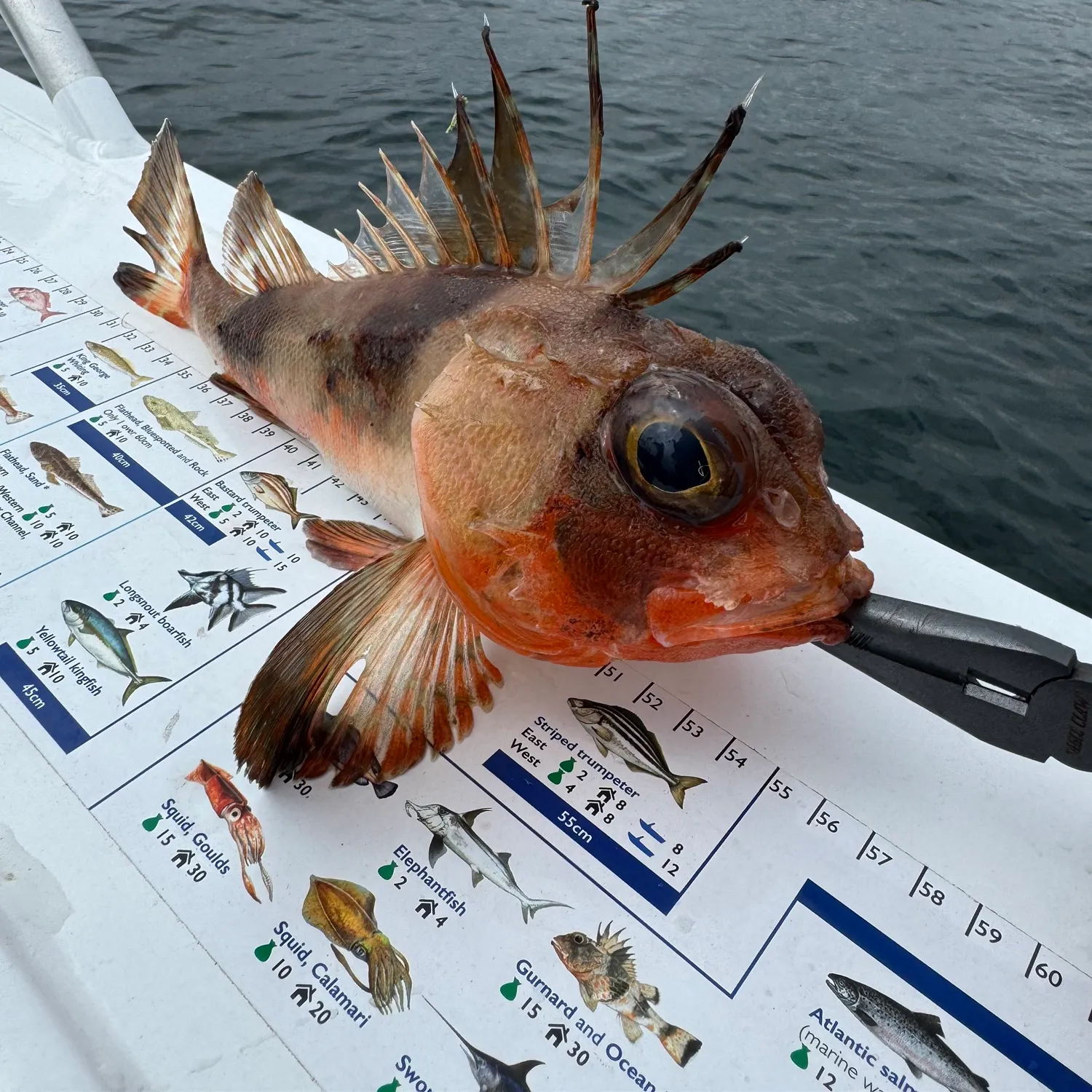 recently logged catches