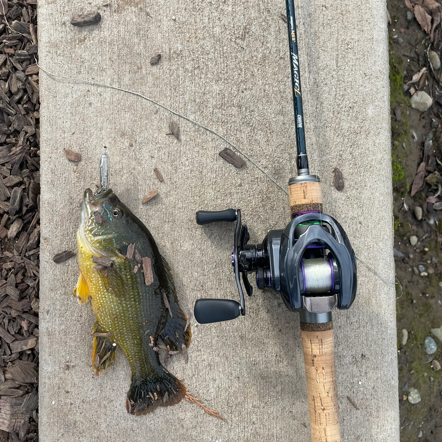 recently logged catches