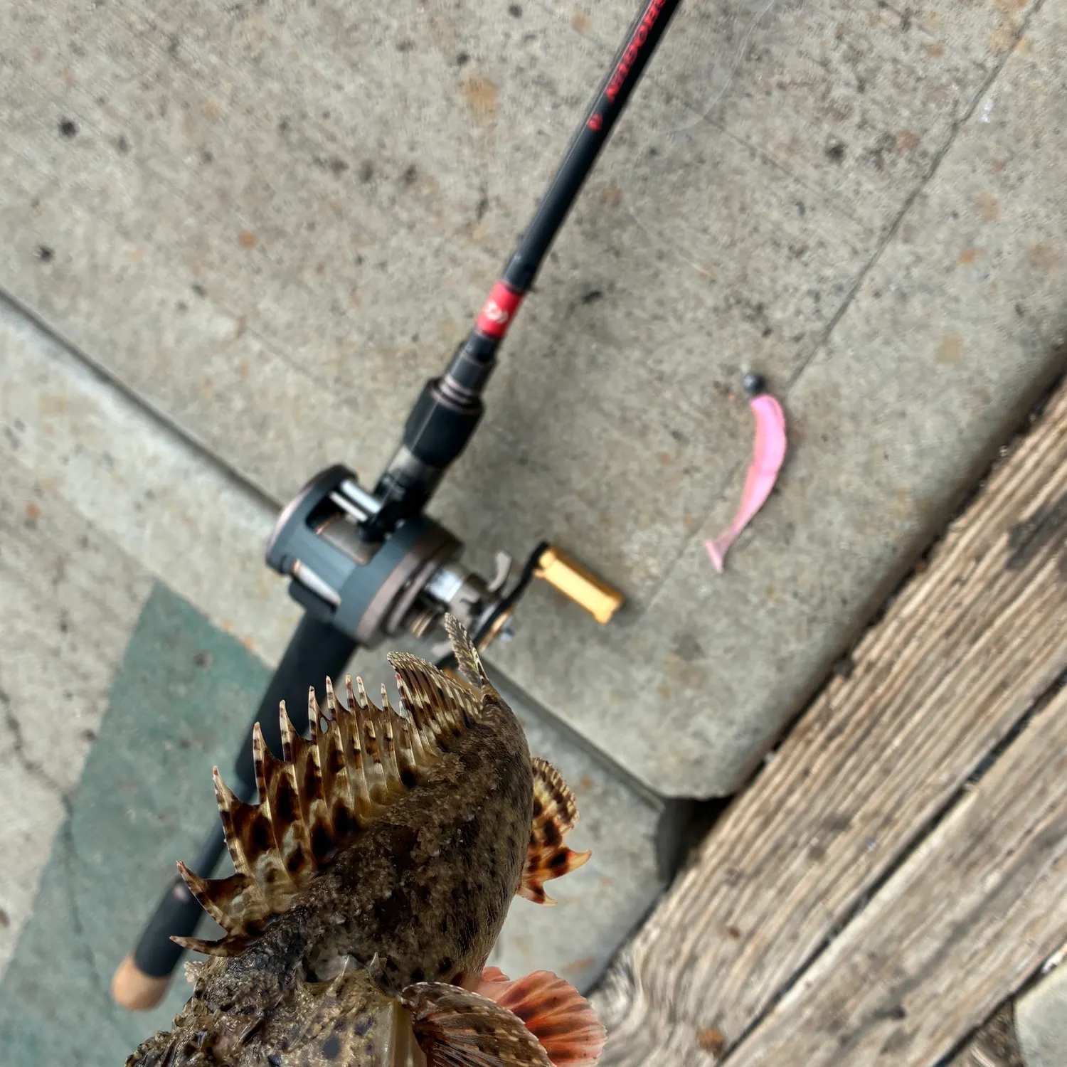 The most recent California scorpionfish catches on Fishbrain