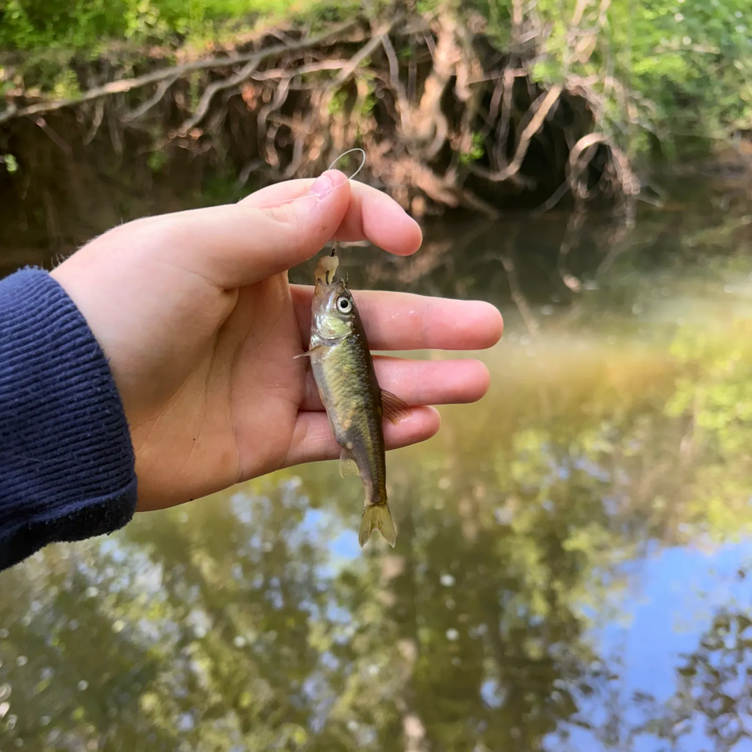 The most recent Creek chub catches on Fishbrain
