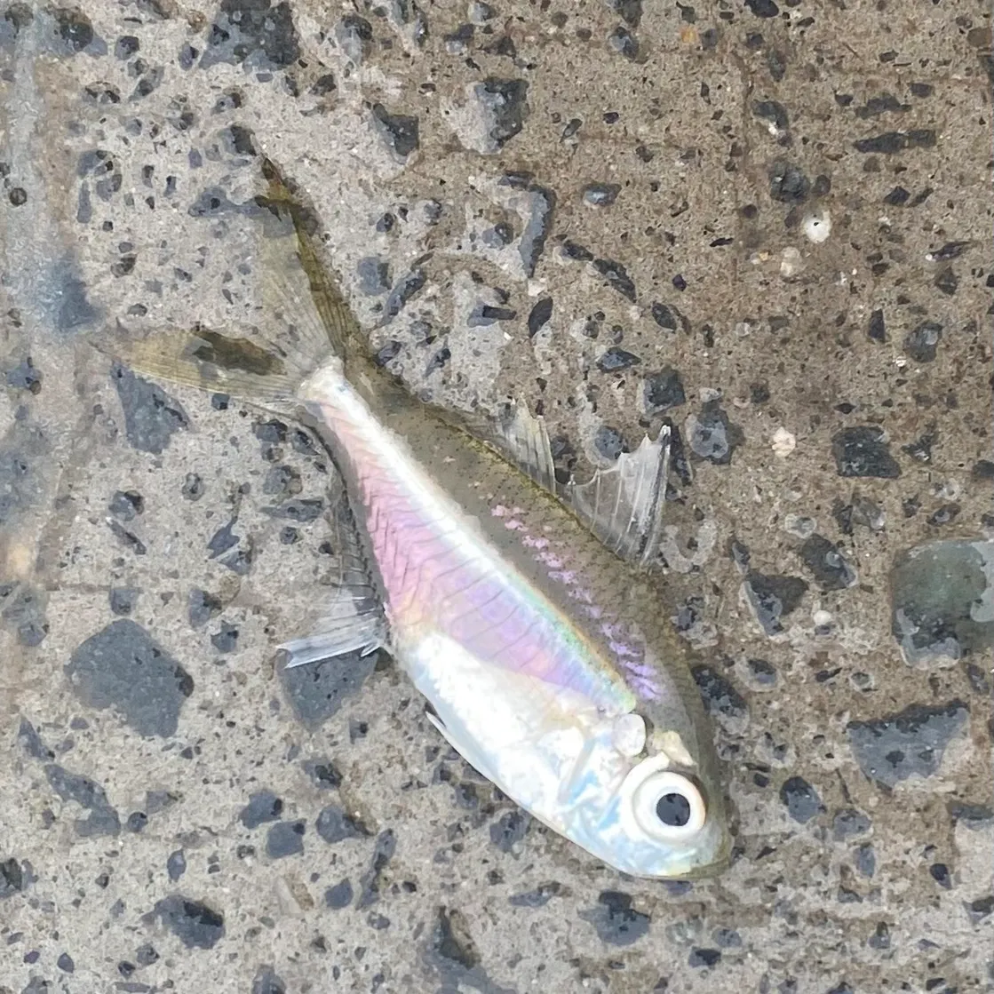 The most recent Scalloped glassfish catches on Fishbrain