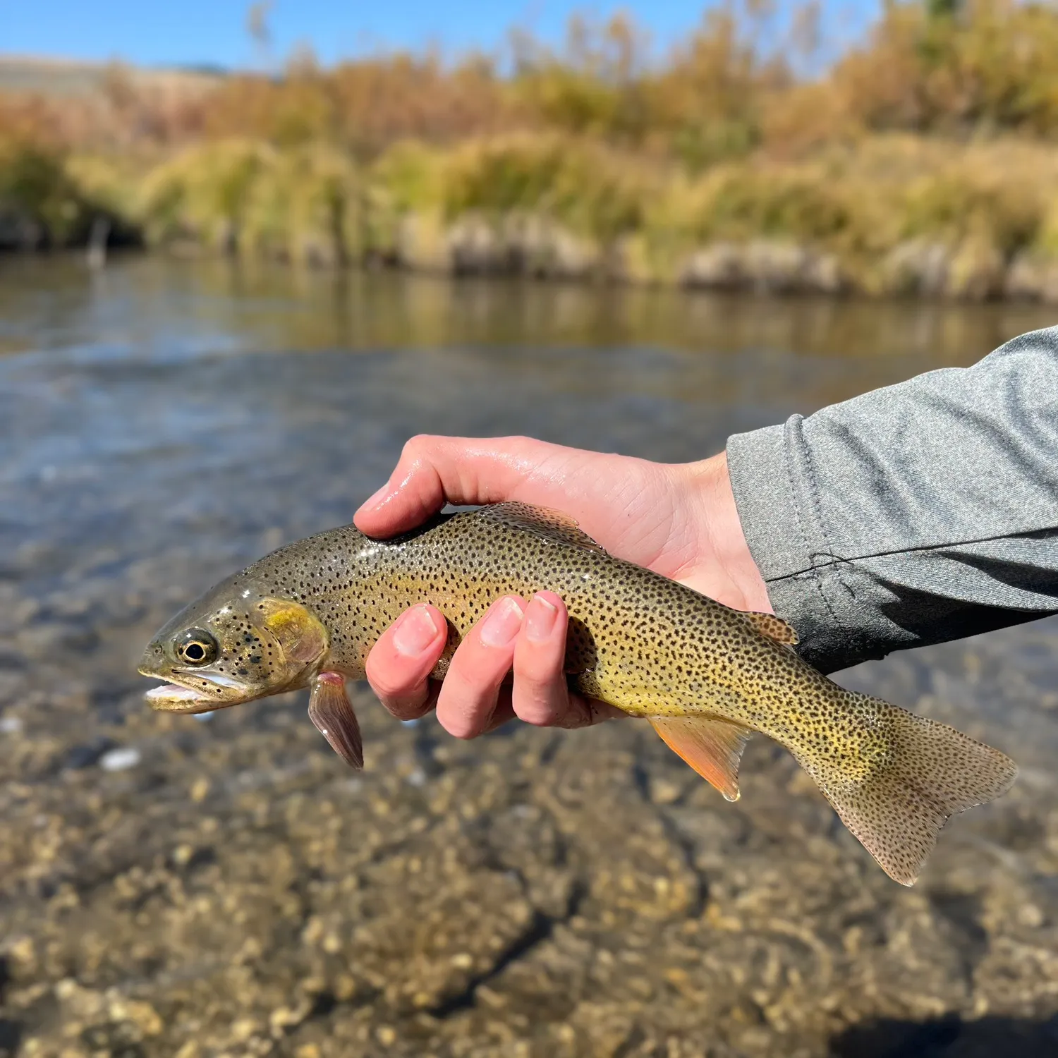 Cutthroat trout caught on Fishbrain