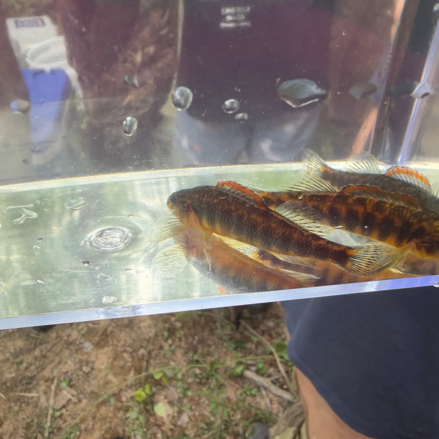 The most recent Roanoke darter catches on Fishbrain