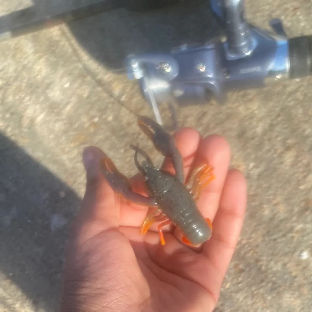 The most recent Roanoke hogsucker catches on Fishbrain